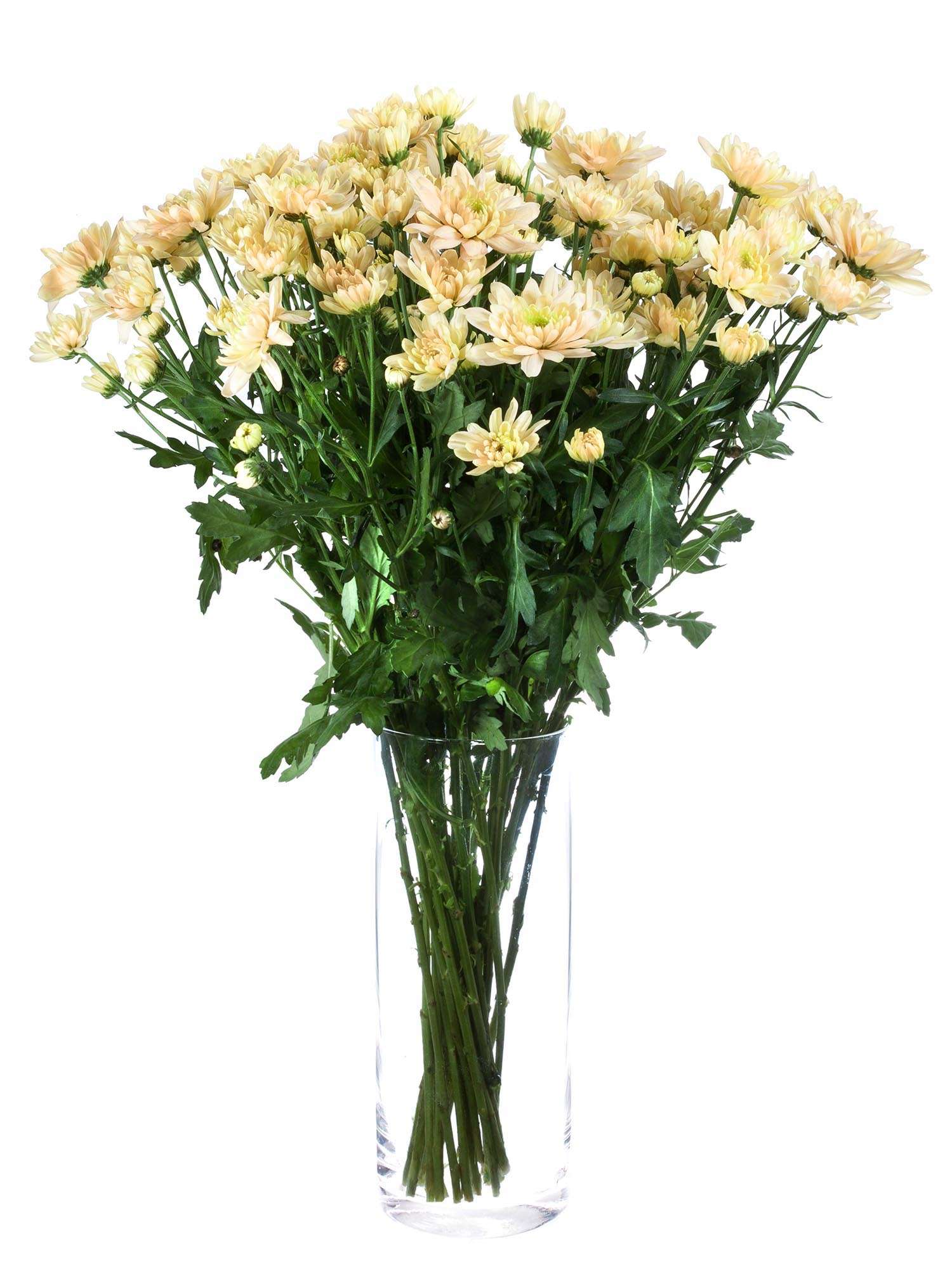 blumigo-chrysanthemen-baltica-salmon-schnittblume-apricot image 2
