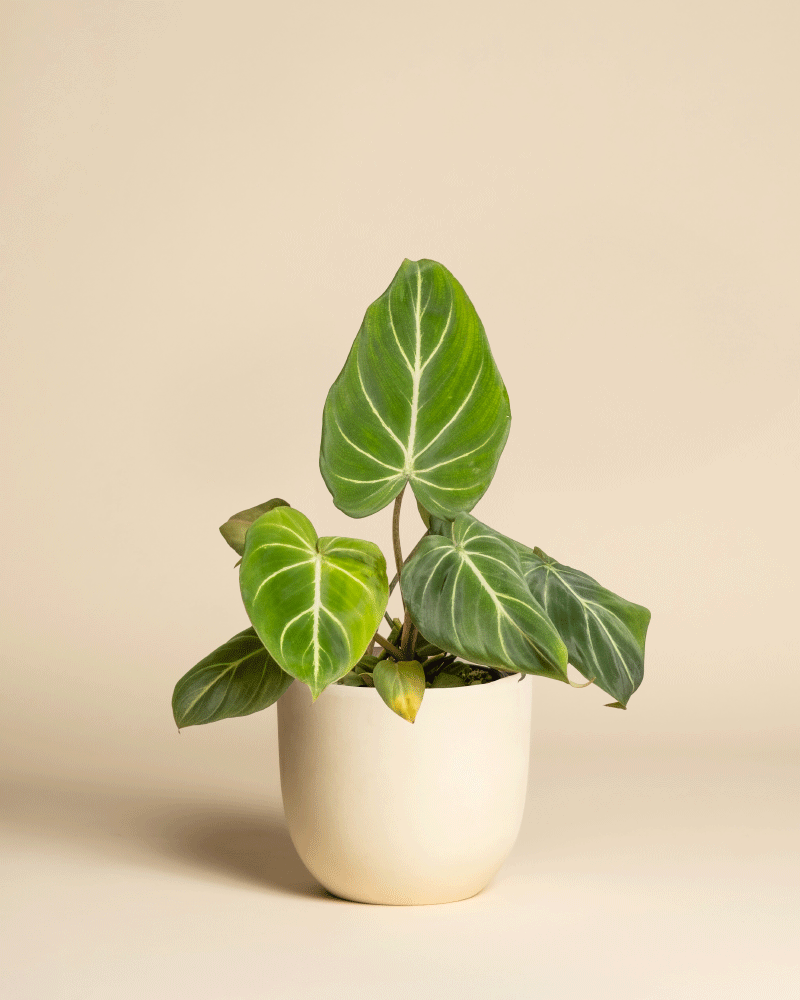 feey-variado-philodendron-gloriosum-zimmerpflanze-ohne-bertopf image 6