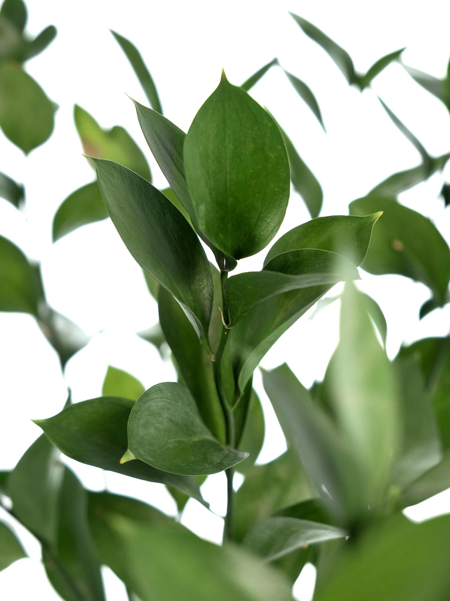 blumigo-blattwerk-ruscus-hypophyllum-bindegr-n-schnittgr-n image 3