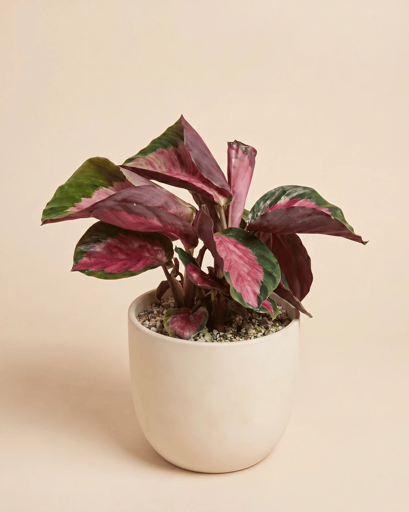 feey-variado-calathea-rosy-korbmarante-ohne-bertopf image 6