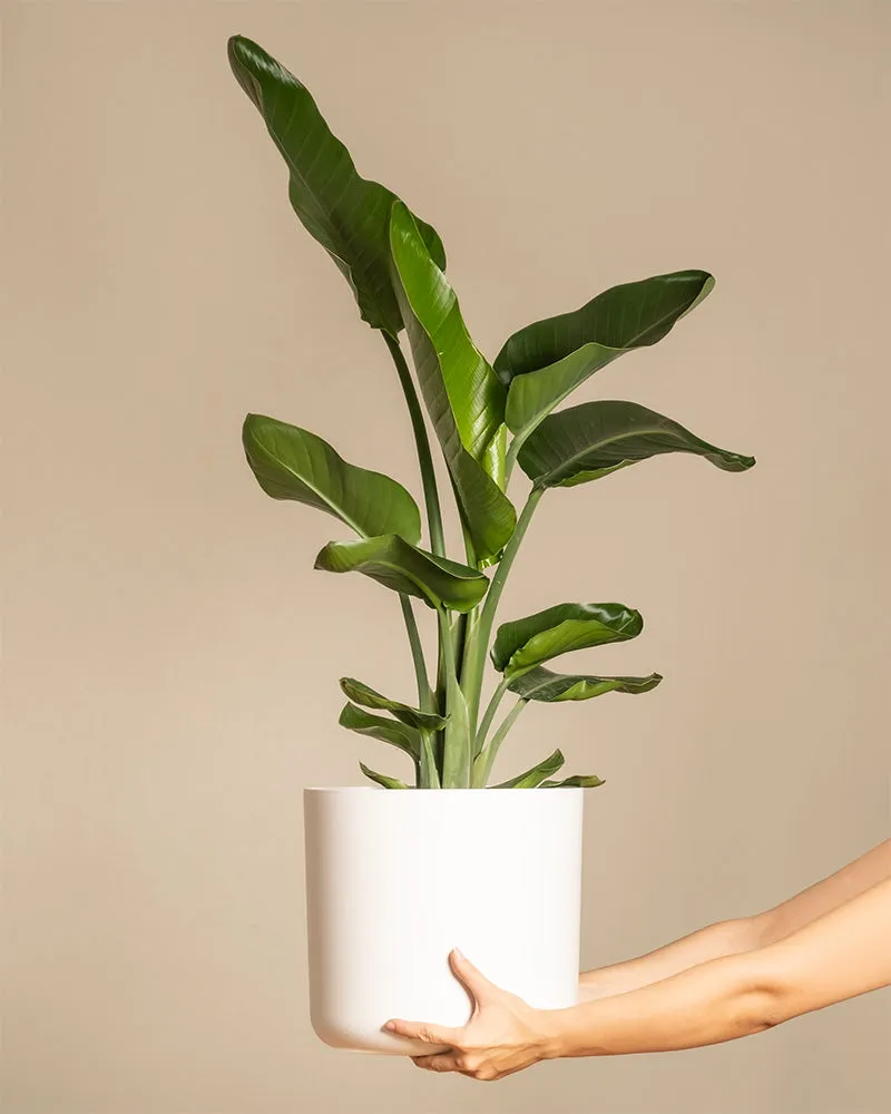 feey-variado-strelitzie-xl-zimmerpflanze-gro-viel-licht image 1