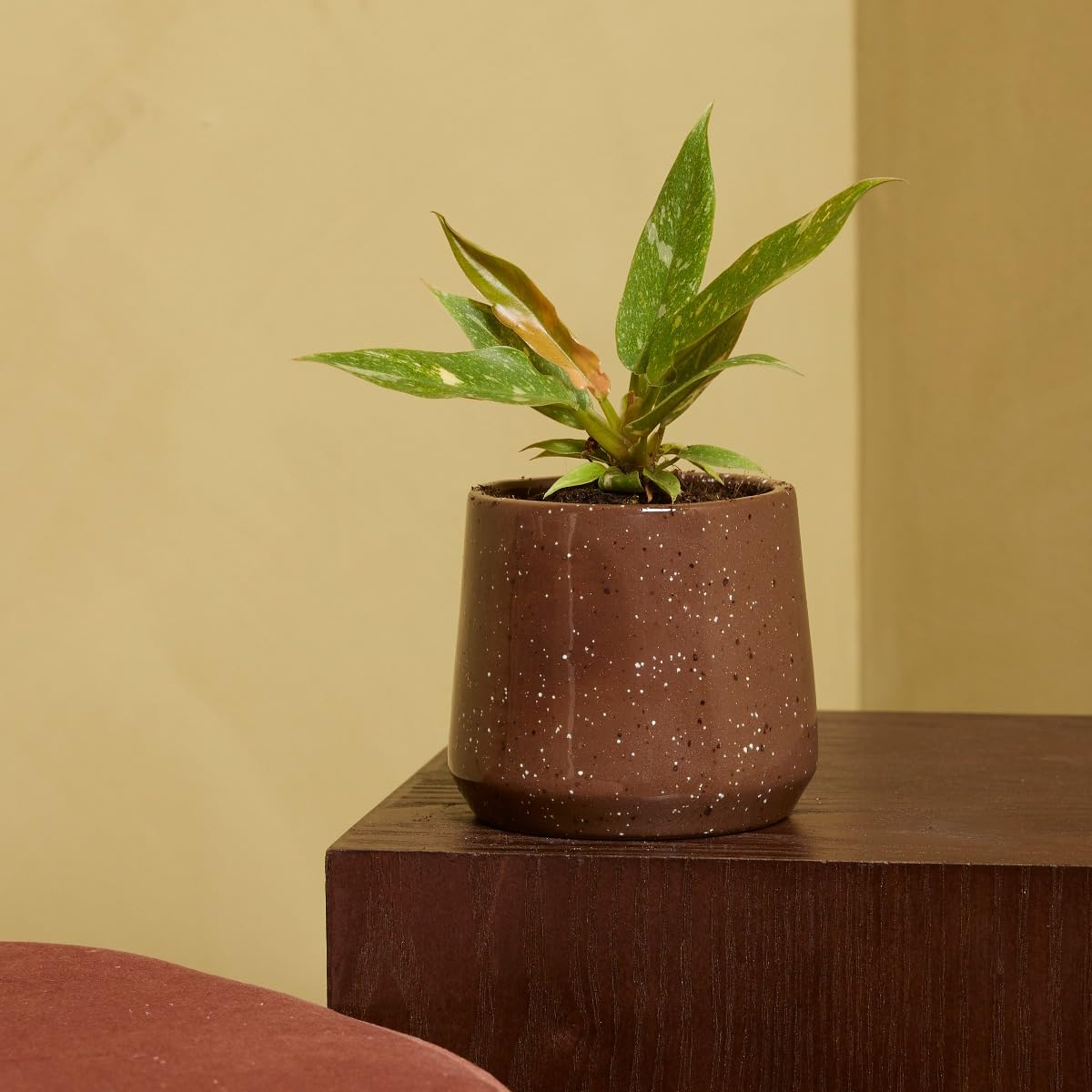plnts-babyplnts-philodendron-ring-of-fire-zimmerpflanze-6cm-topf image 6