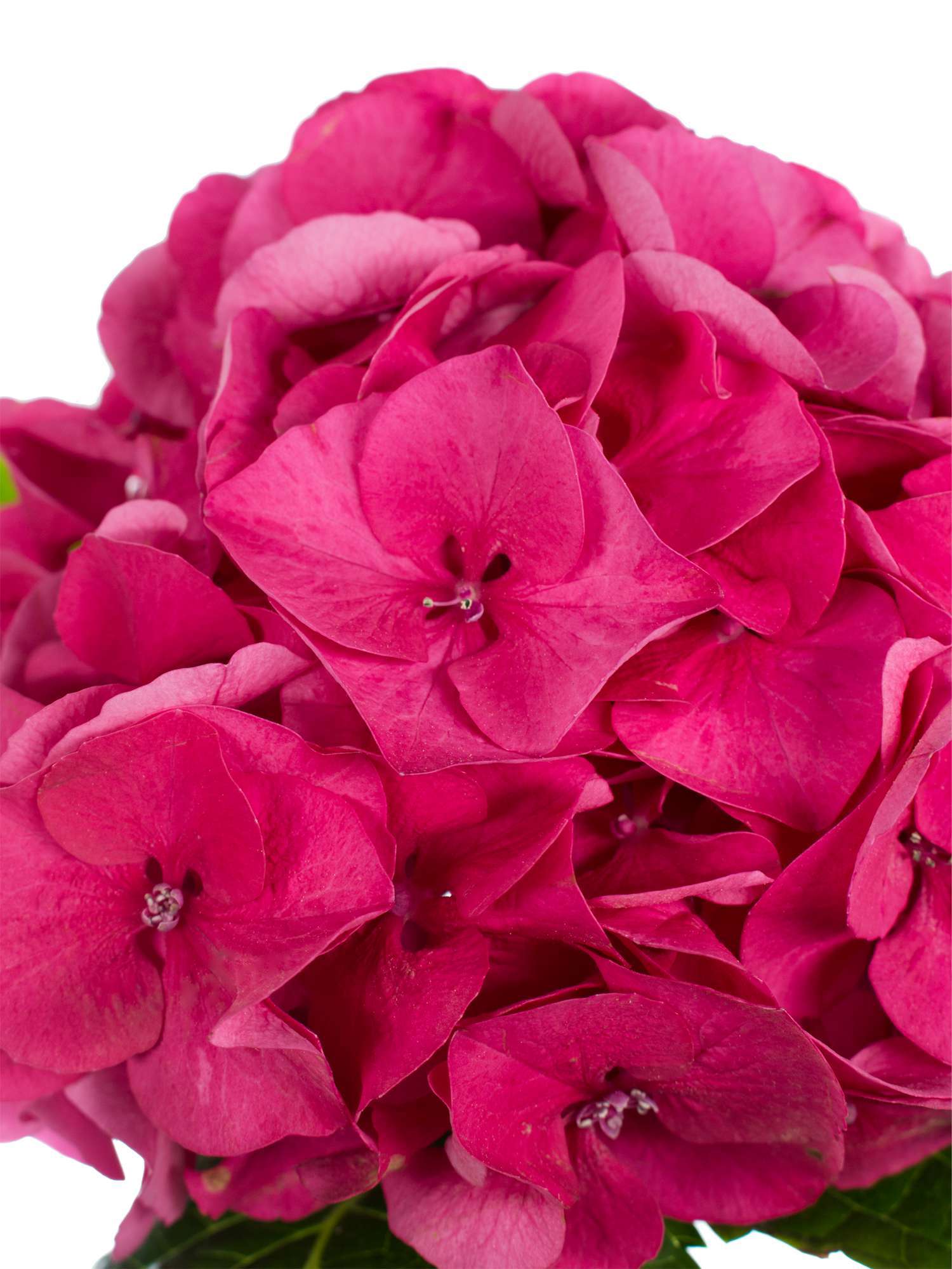 blumigo-hortensien-magical-sibilla-rot-schnittblume-pink image 4