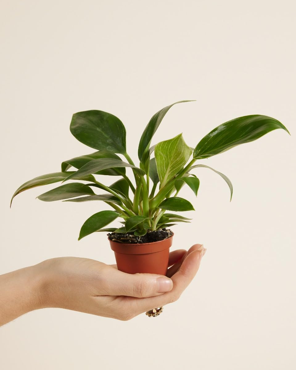 plnts-babyplnts-philodendron-birkin-zimmerpflanze-6cm-topf image 2