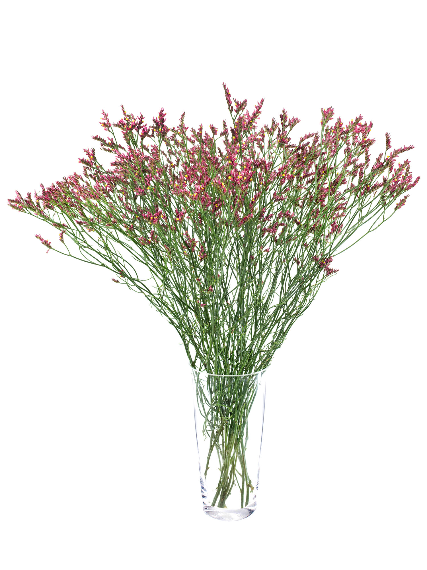 blumigo-blattwerk-strandflieder-scar-diamond-limonium-pink-gelb image 2