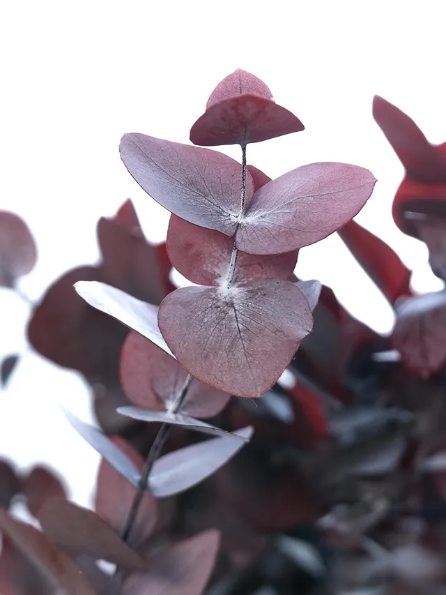 blumigo-eukalyptus-cinerea-trockenblumen-rot-konserviert image 1