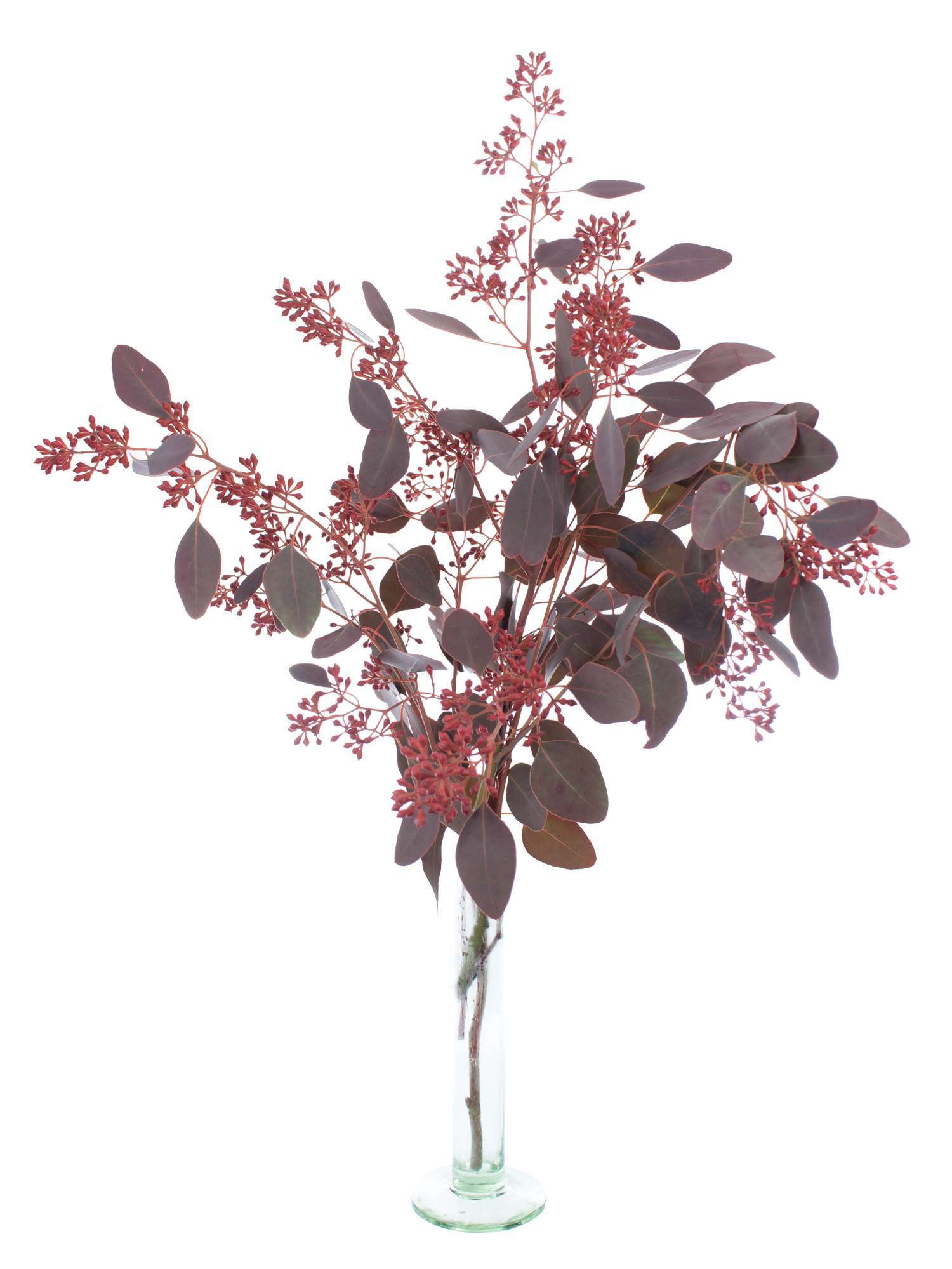 blumigo-eukalyptus-populus-rot-schnittgr-n-beeren image 3