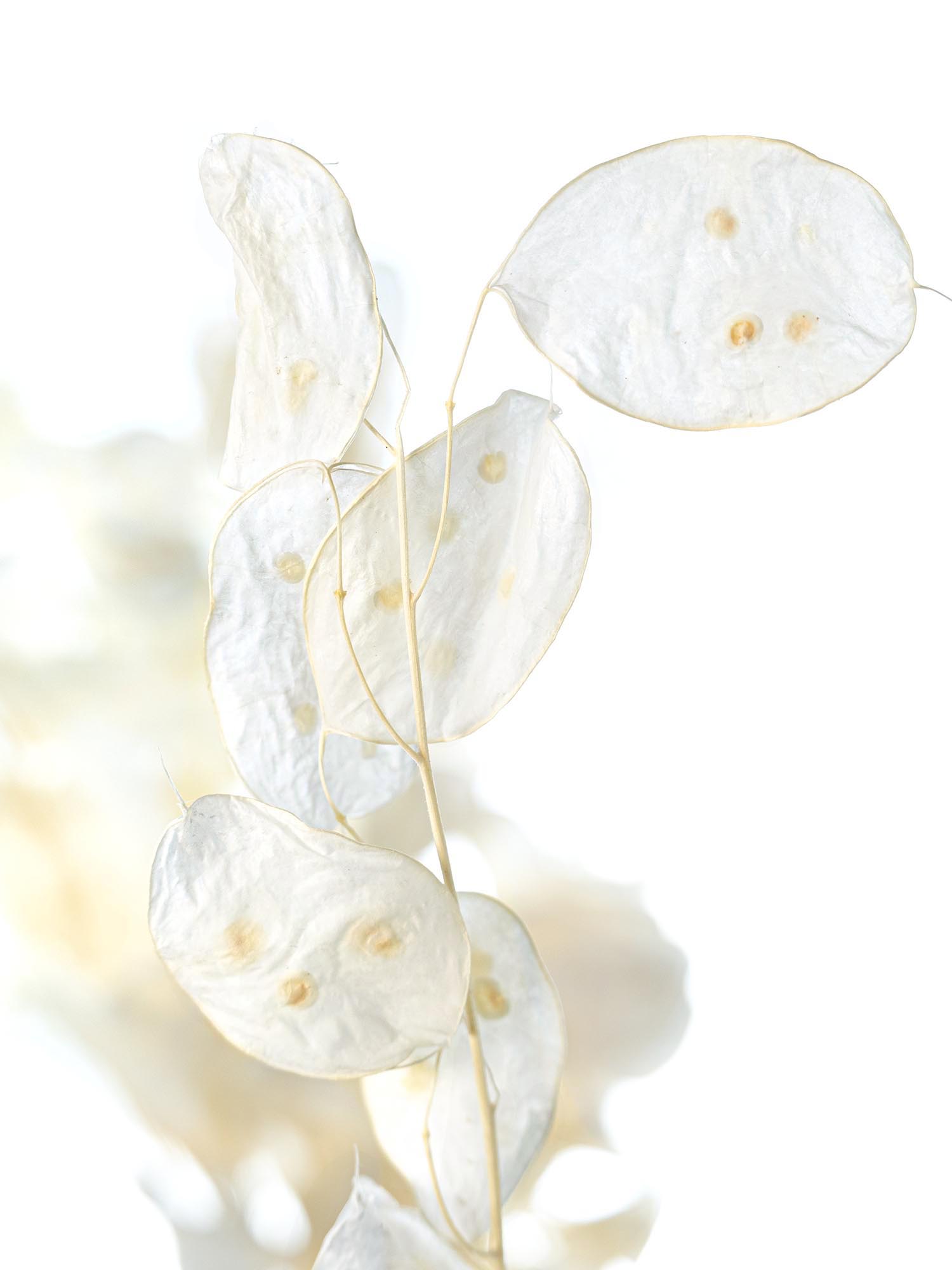 blumigo-trockenblumen-lunaria-silberbl-tter-gebleicht image 1
