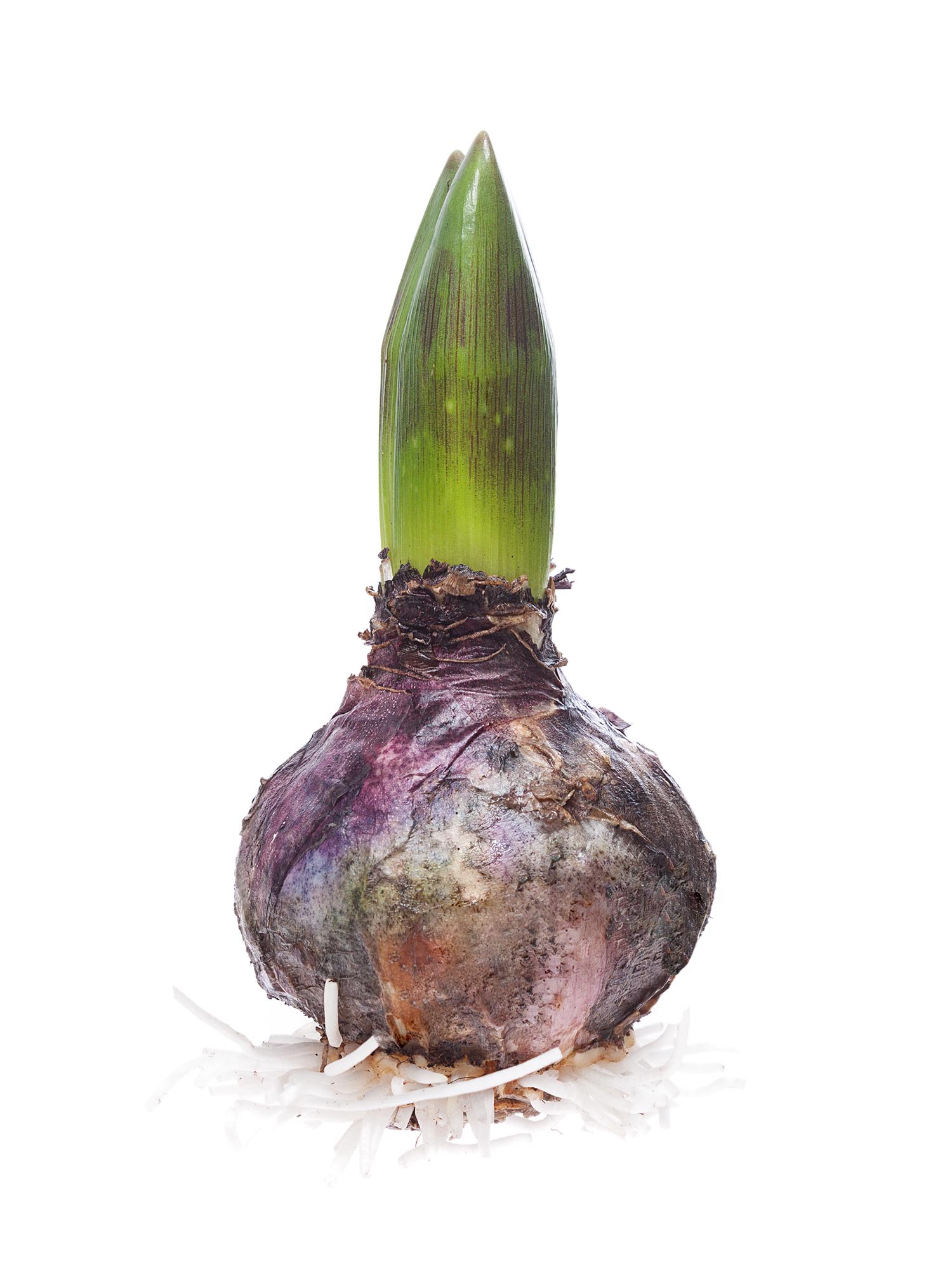 blumigo-fr-hlingsknollen-hyazinthen-bunt-gemischt-knolle image 1
