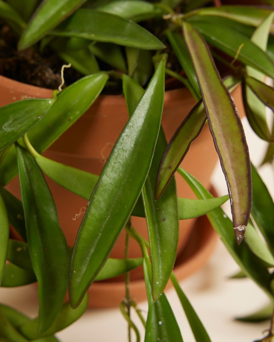 plnts-rareplnts-hoya-wayetii-zimmerpflanze-20cm-12cm-topf image 3