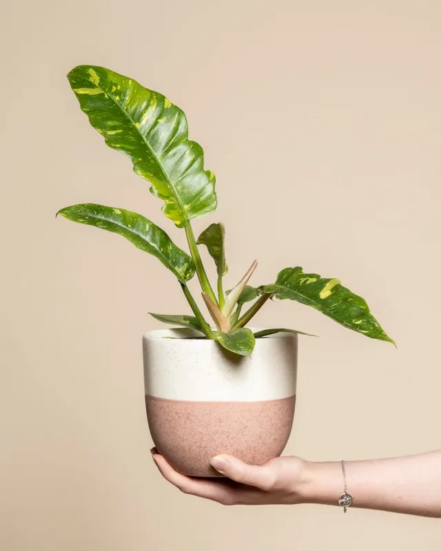 feey-variado-philodendron-ring-of-fire-zimmerpflanze-panaschiert image 1