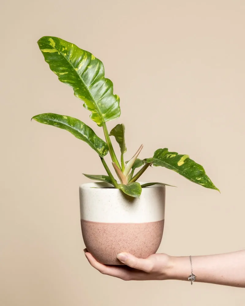 feey-variado-philodendron-ring-of-fire-zimmerpflanze-panaschiert image 1