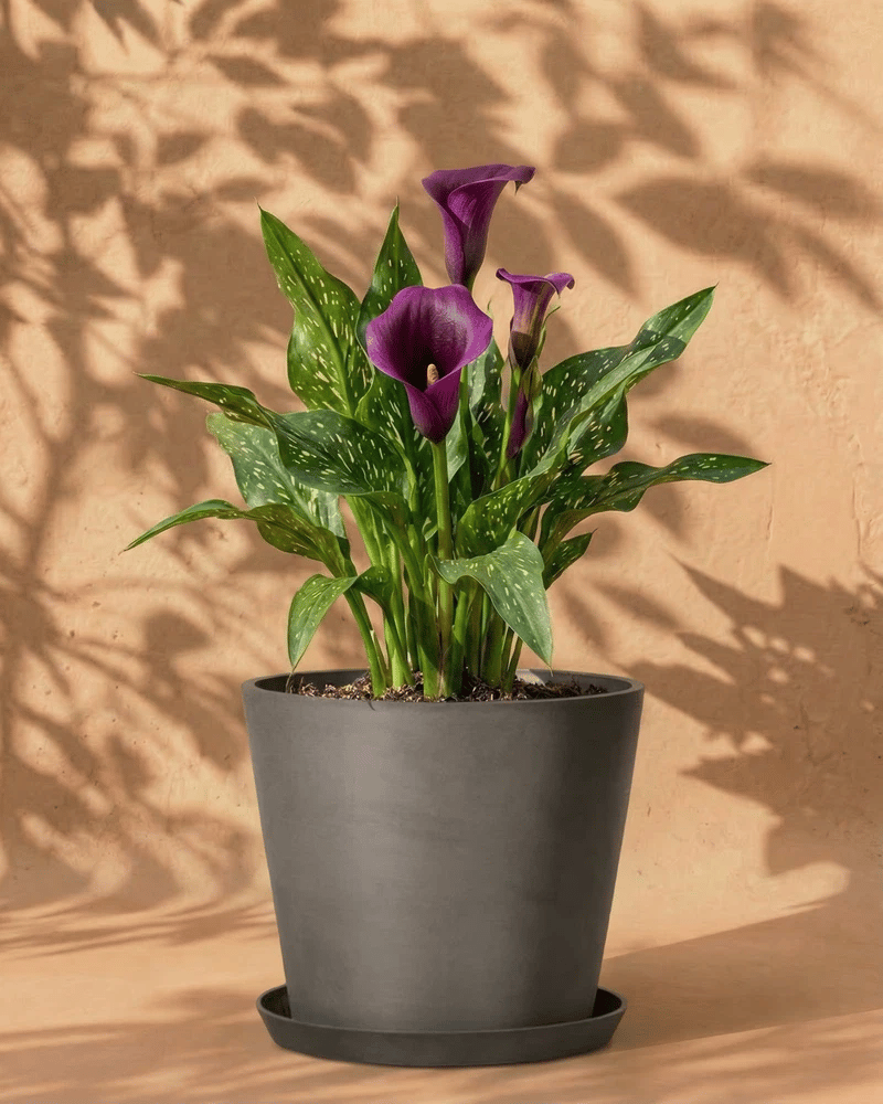 feey-amsterdam-calla-blumenzwiebeln-violett-3-stk-sommerbl-te image 5
