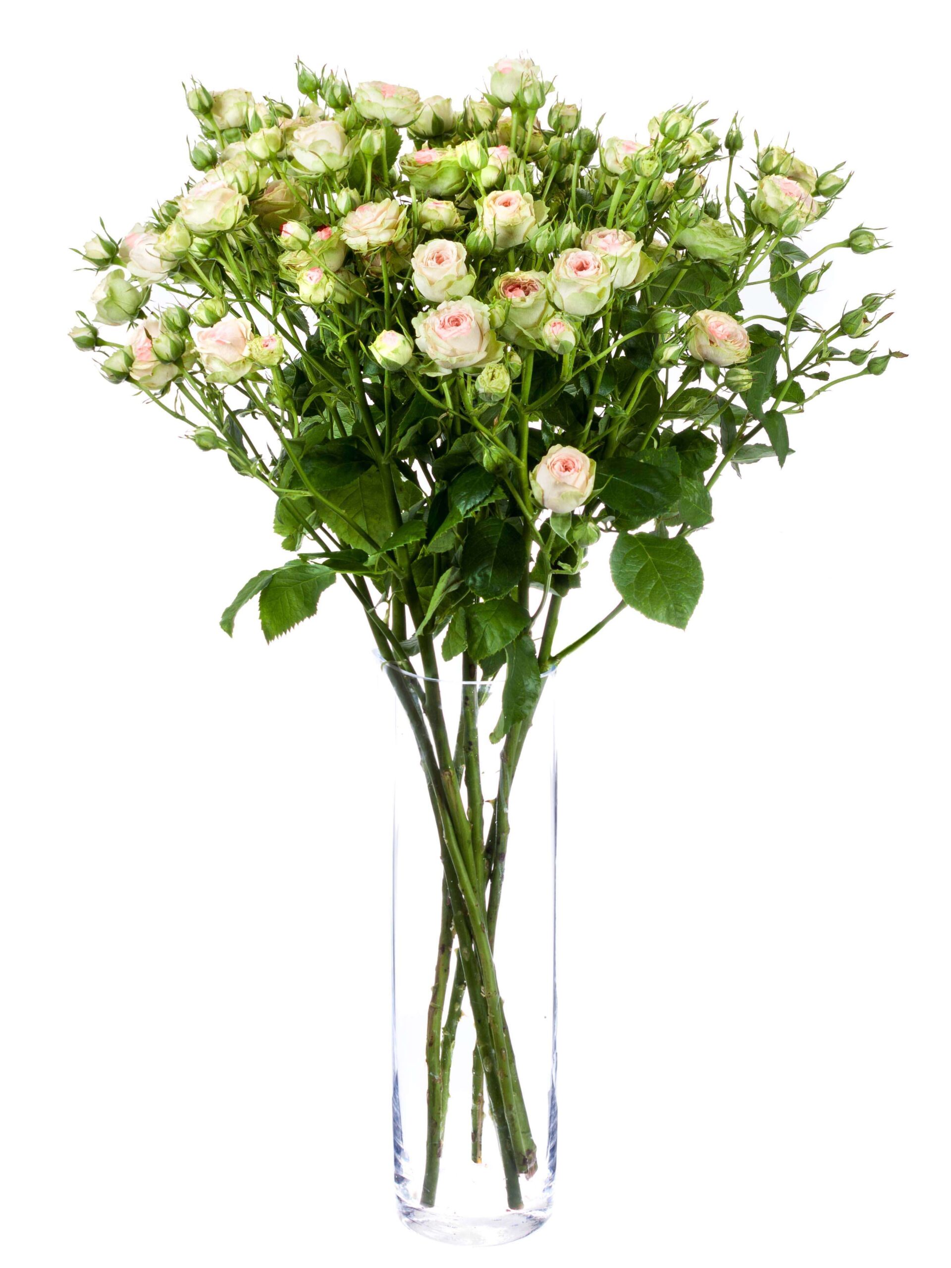 blumigo-rosen-pretty-pepita-rose-creme-apricot image 2