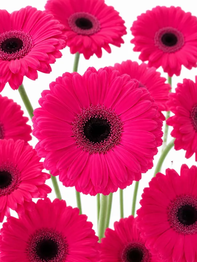 blumigo-gerbera-mini-caprice-schnittblumen-pink image 1