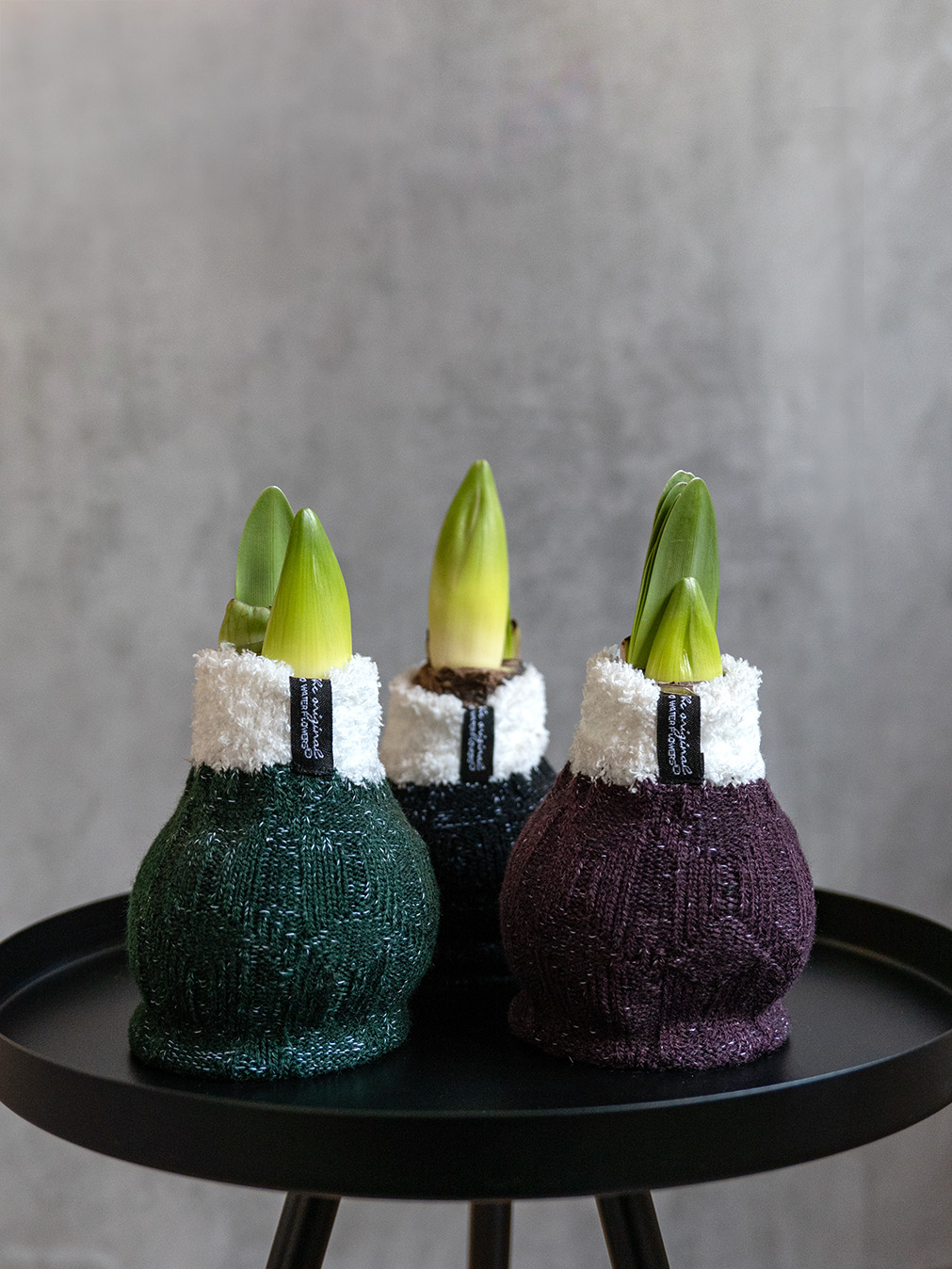 blumigo-amaryllis-knolle-fleece-burgund-wei image 3