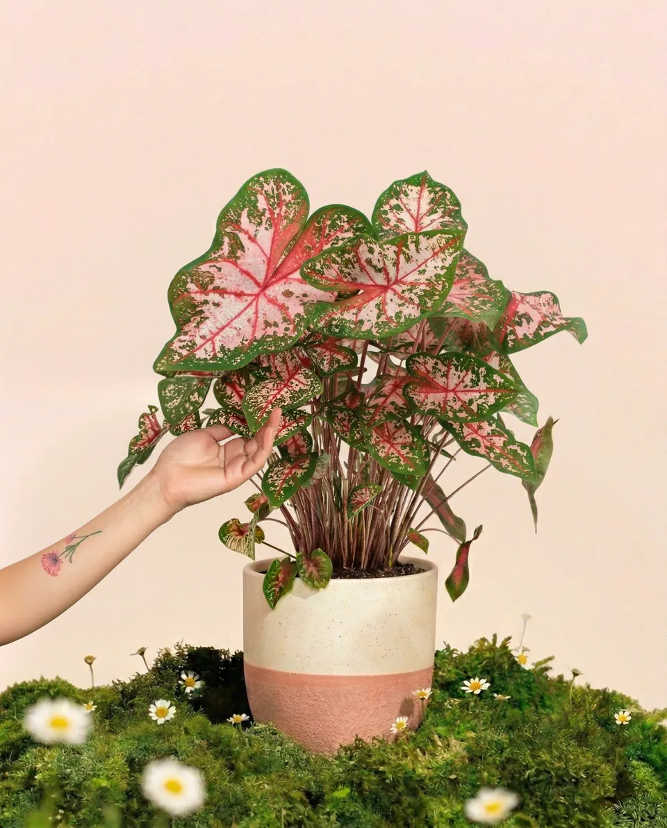feey-variado-caladium-carolyn-whorton-zimmerpflanze-bunt image 1