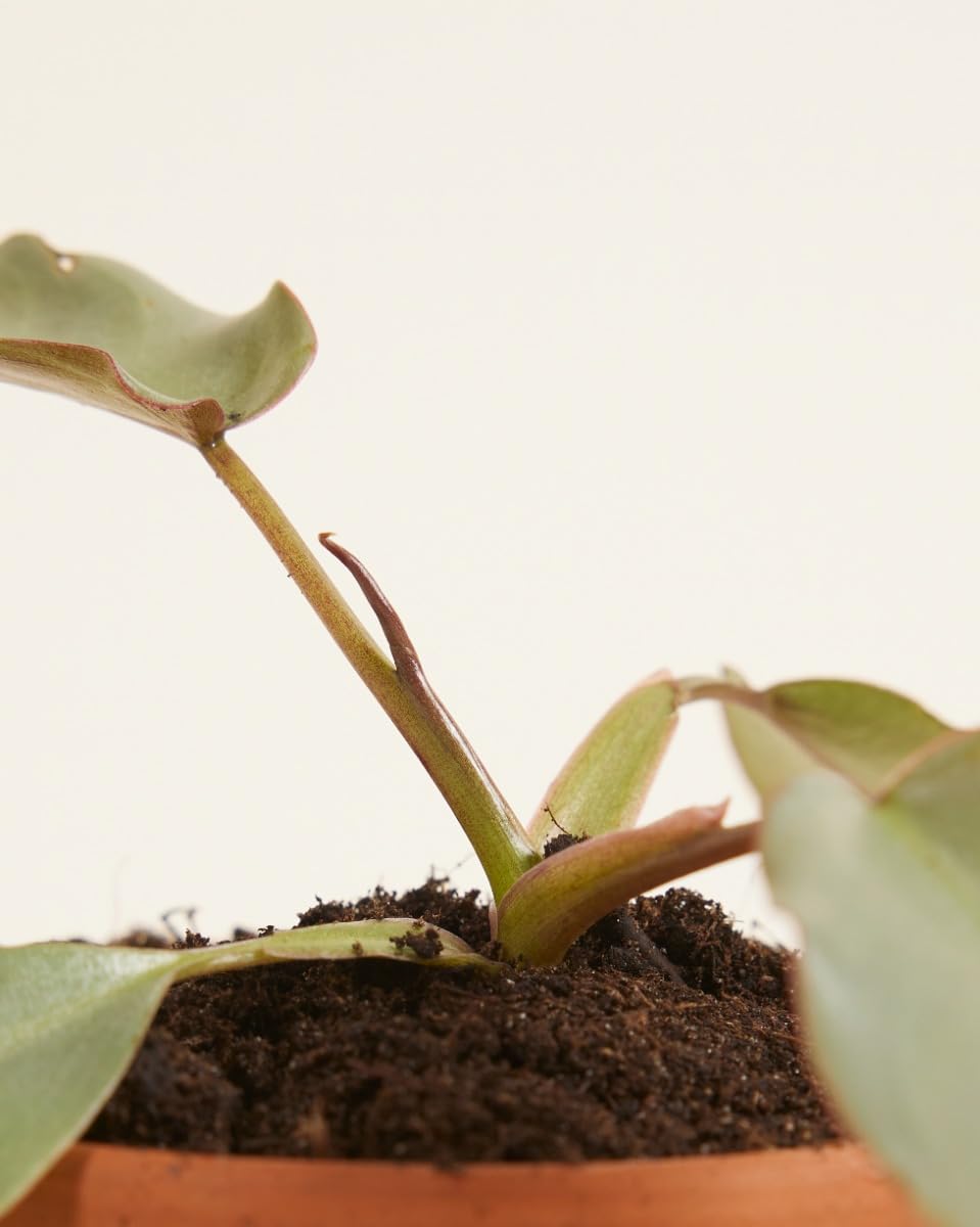 plnts-baby-philodendron-atabapoense-zimmerpflanze-8-cm-pflegeleicht image 4