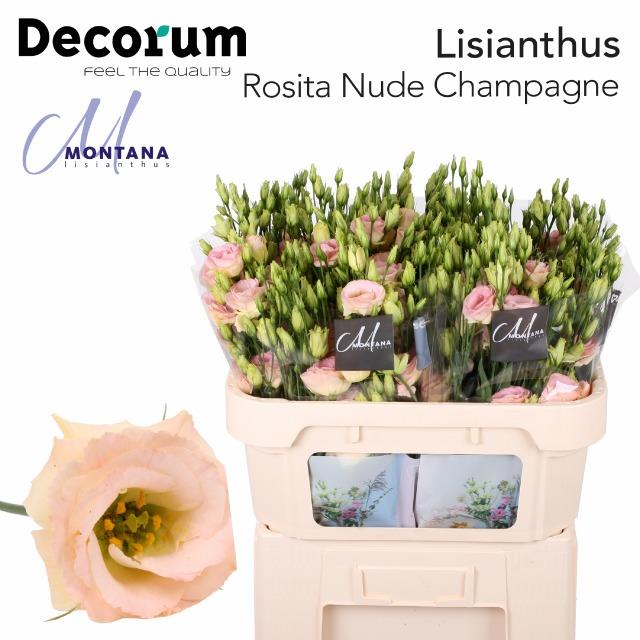 blumigo-lisianthus-rosita-nude-champagne-schnittblume-creme-apricot image 1