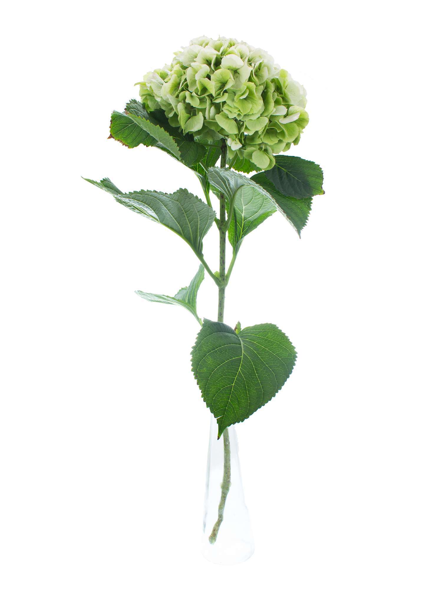 blumigo-hortensie-schneeball-classic-schnittblume-gr-n image 2