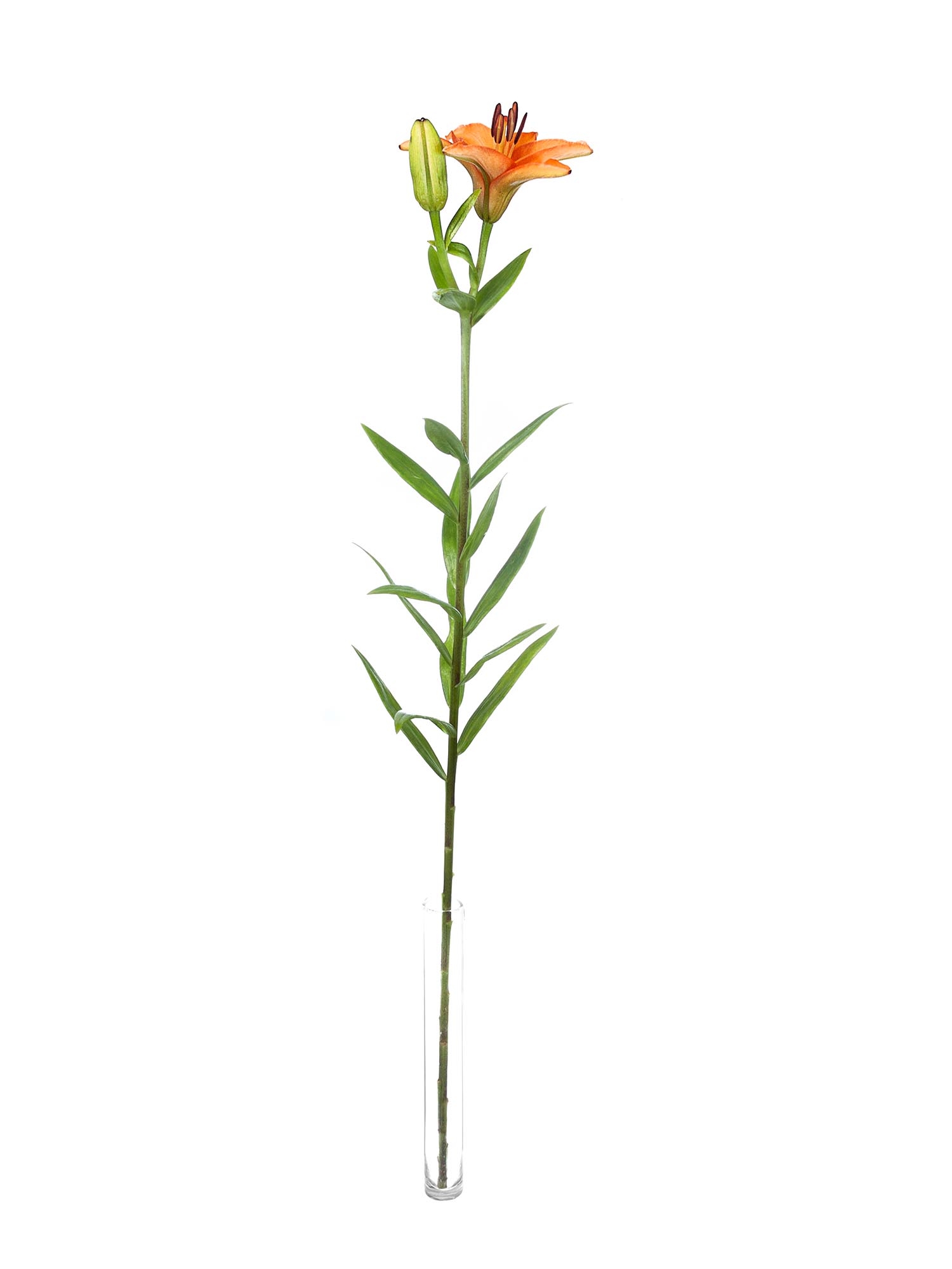 blumigo-lilien-millburn-schnittblumen-orange image 3