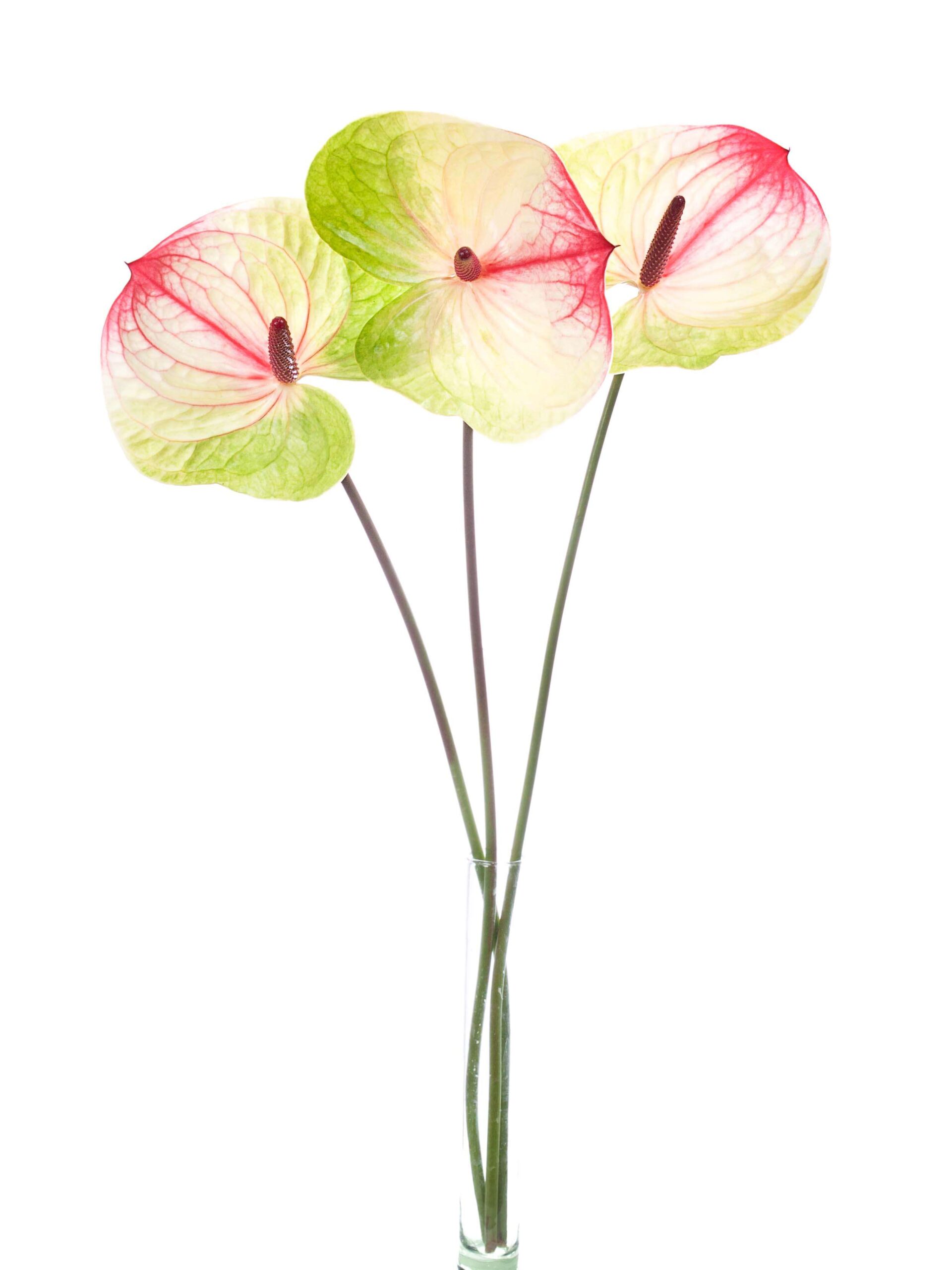blumigo-anthurie-pistache-gr-n-pink-bindegr-n-schnittblume image 3