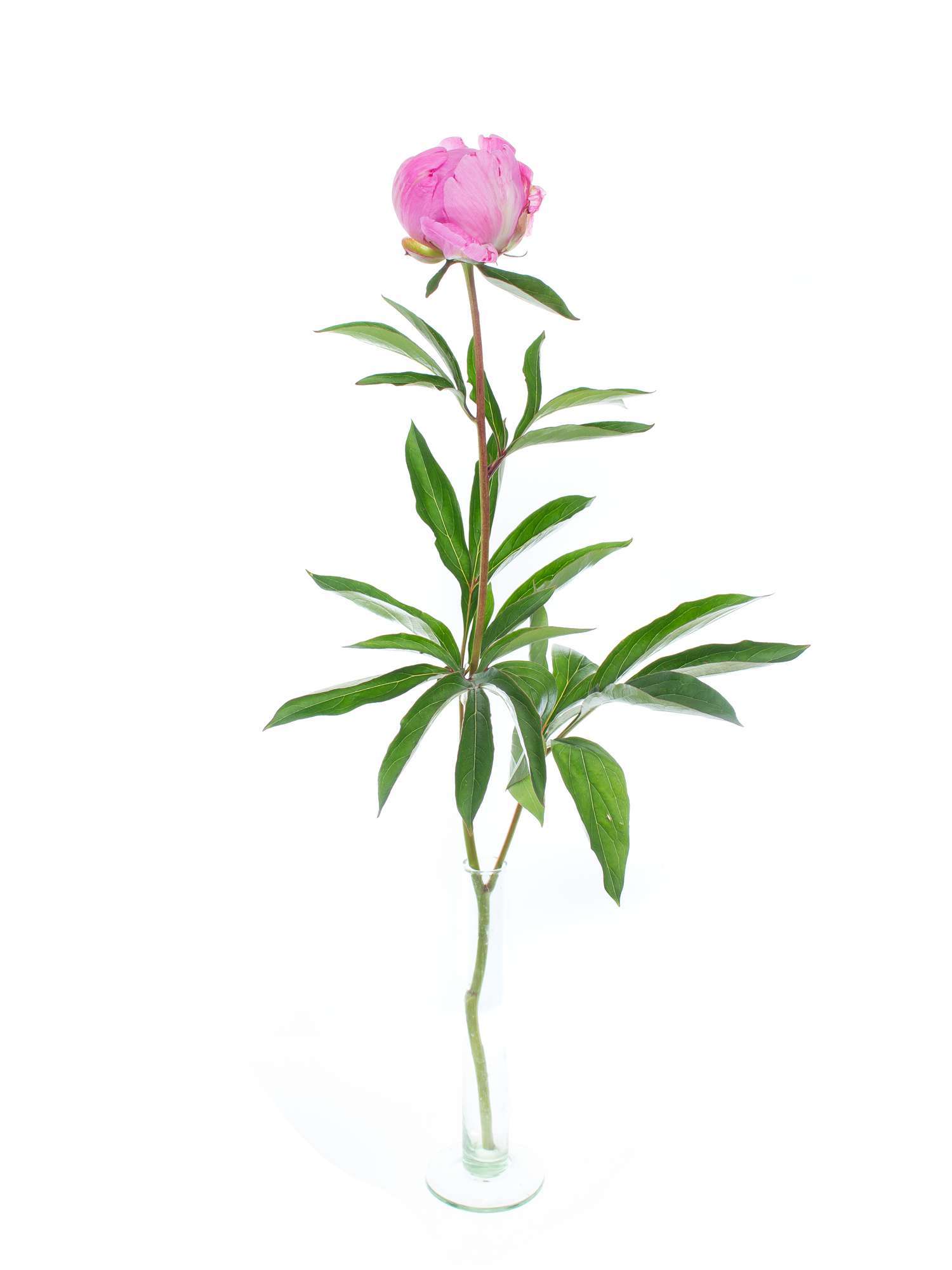 blumigo-pfingstrosen-dr-alexander-fleming-pink-schnittblume image 3
