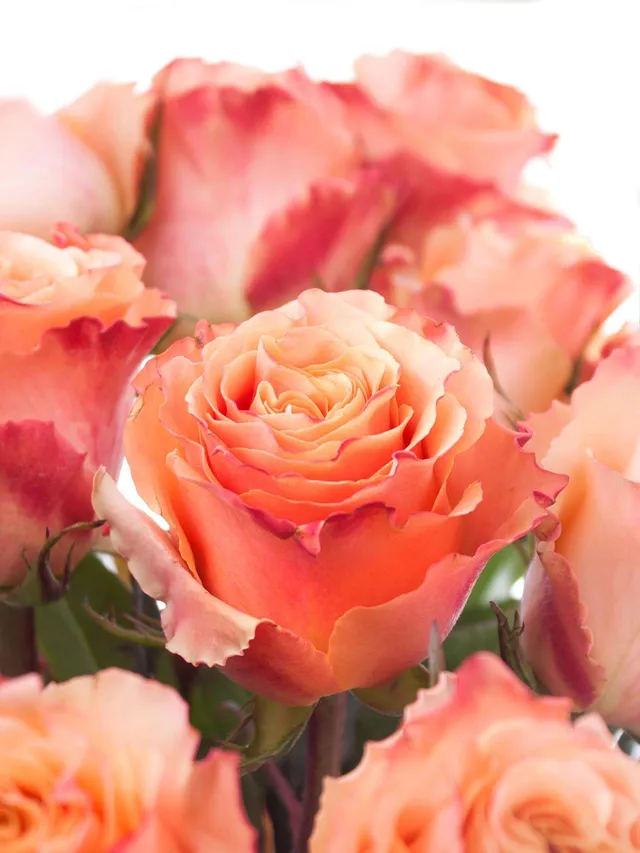 blumigo-rosen-carpe-diem-schnittrose-orange-creme-zweifarbig image 1