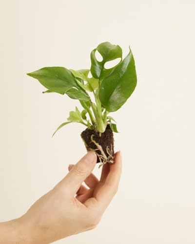 plnts-babyplnts-rhaphidophora-tetrasperma-15cm image 8