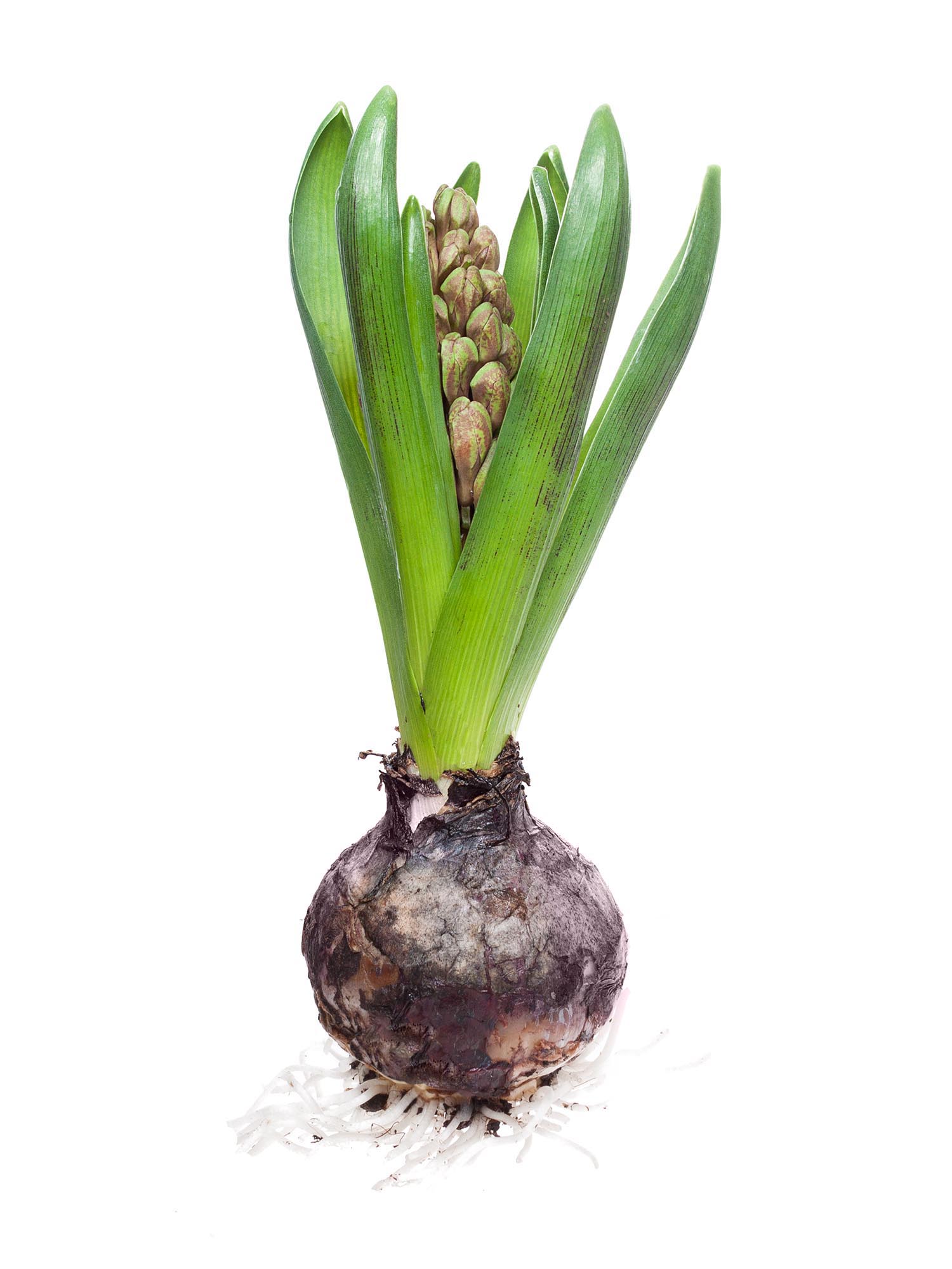 blumigo-fr-hlingsknollen-hyazinthen-bunt-gemischt-knolle image 2