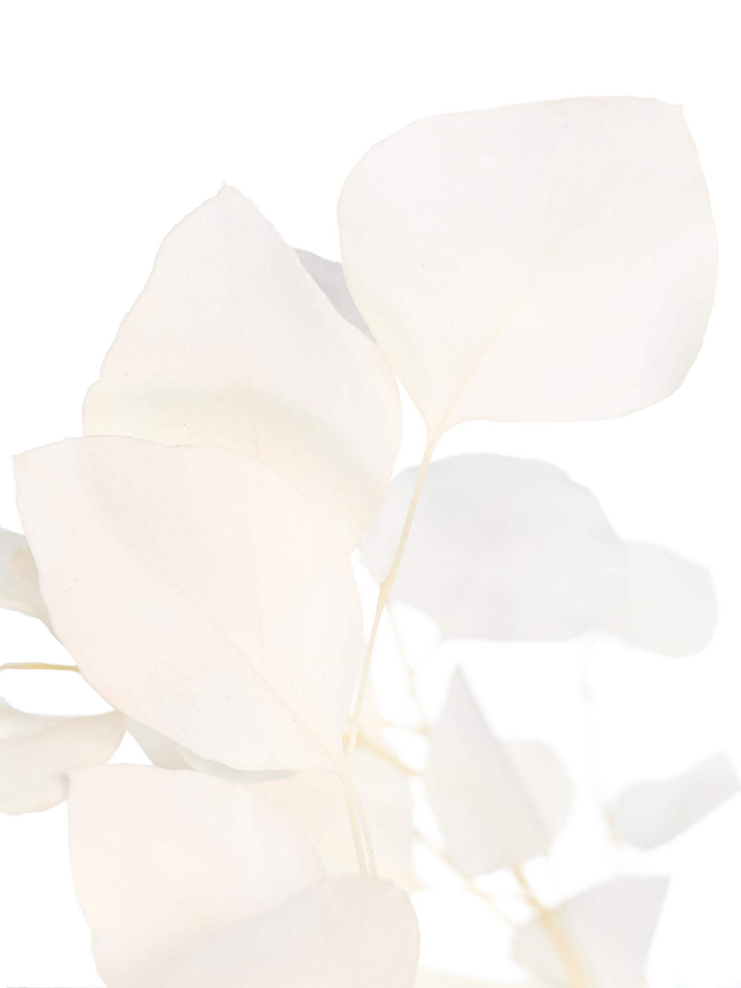 blumigo-eukalyptus-silver-dollar-wei-trockenblumen image 1