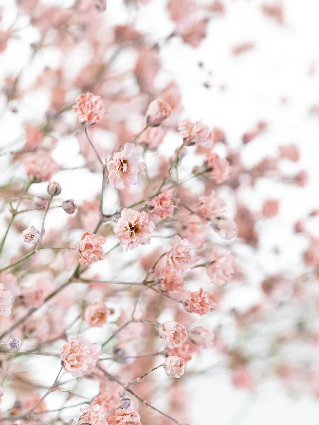 blumigo-schleierkraut-painted-schnittblume-creme-apricot image 1