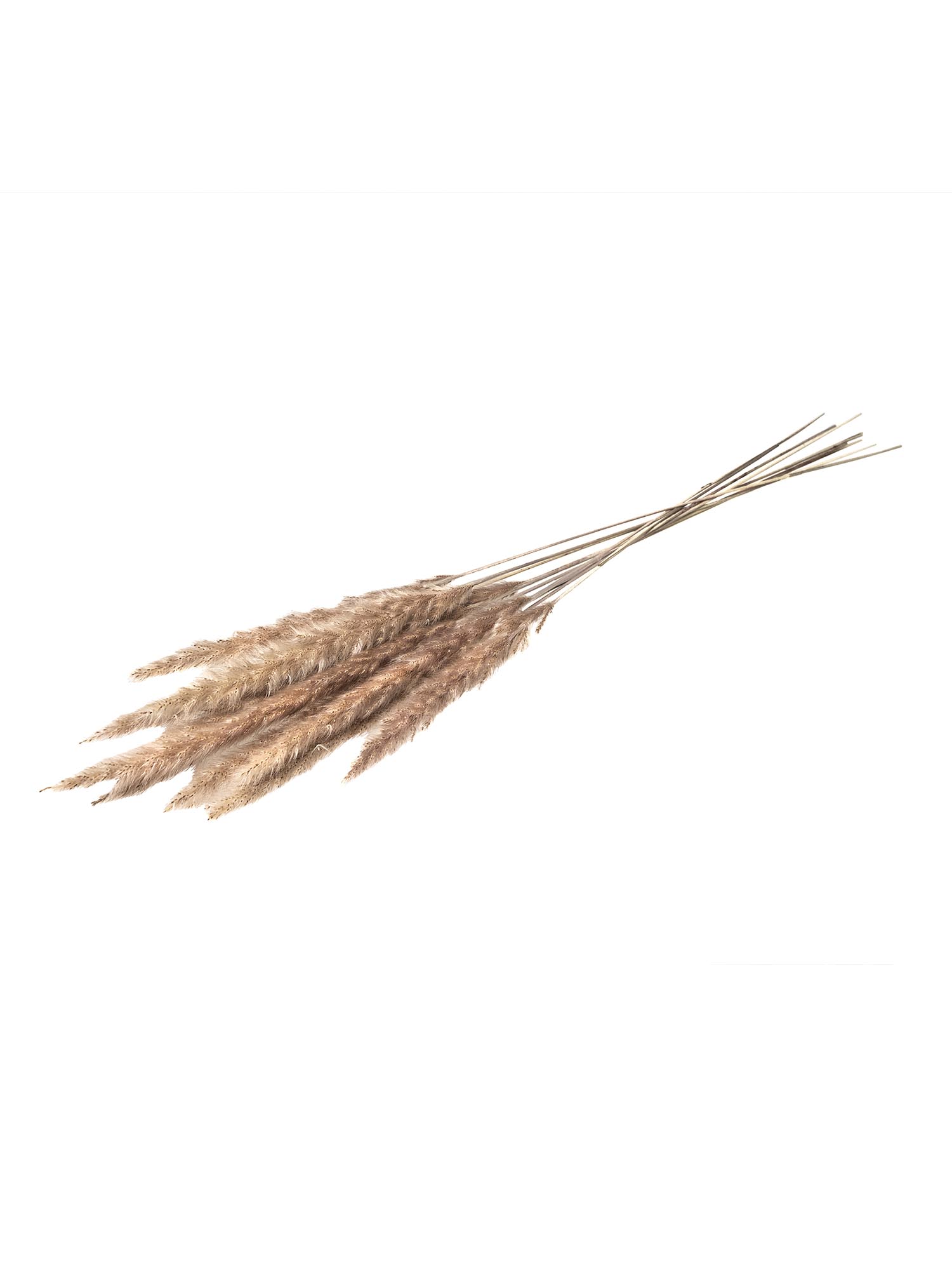 blumigo-trockenblumen-mini-pampasgras-cat-paw-getrocknet-natur image 4