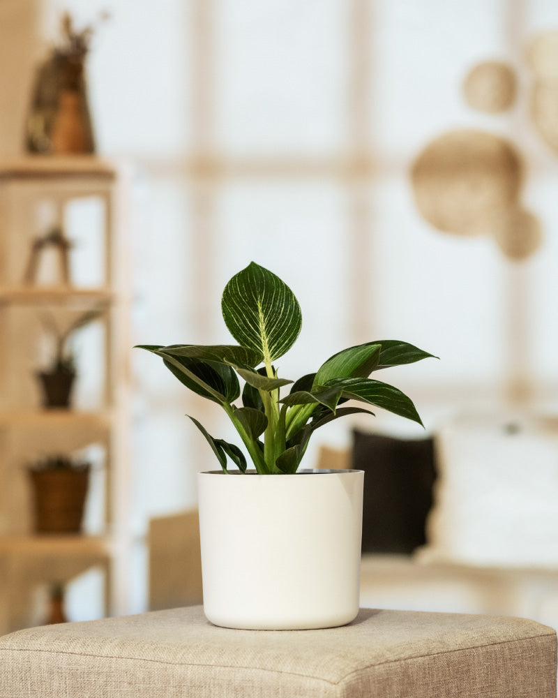 feey-variado-philodendron-birkin-white-measure-mittel image 4