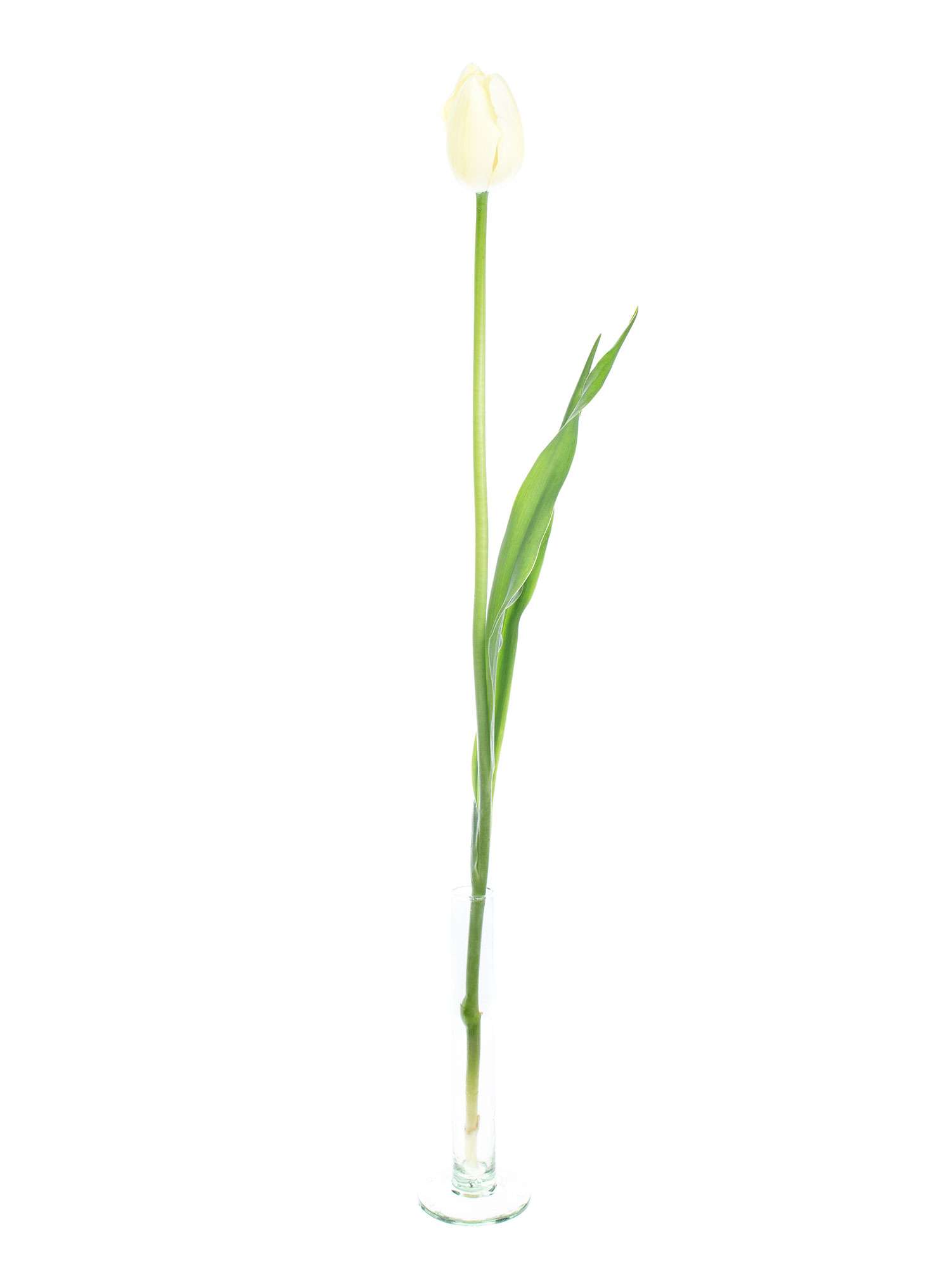blumigo-tulpen-franz-sische-maureen-wei-creme-schnittblume image 3