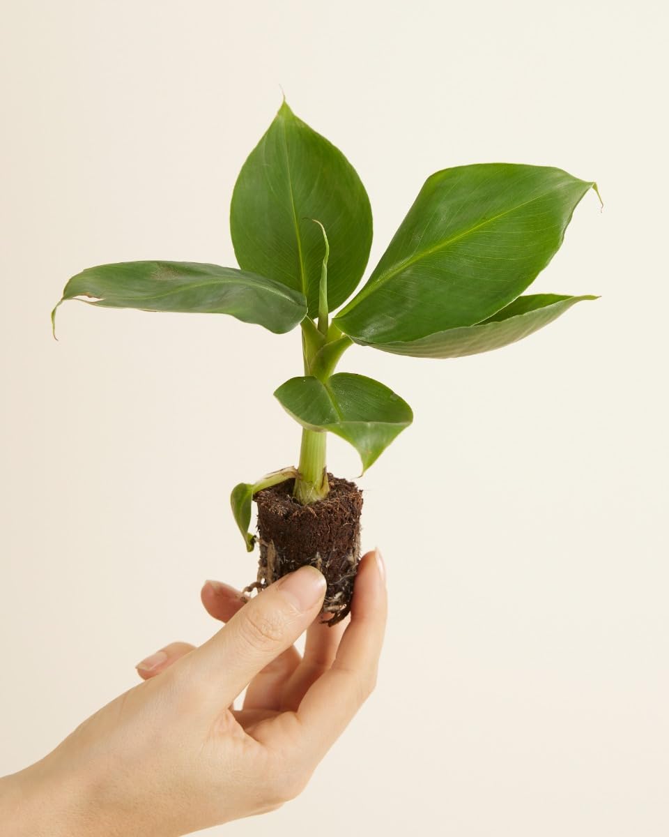 plnts-babyplnts-musa-dwarf-bananenpflanze-mini-15cm image 2