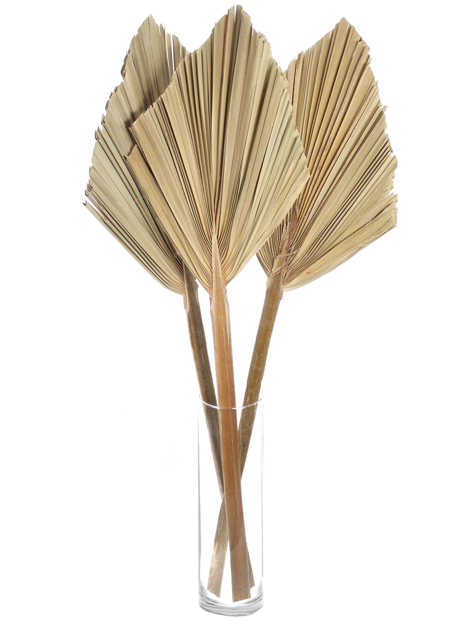 blumigo-xxl-palm-spear-getrocknet-natur-trockenblumen image 2
