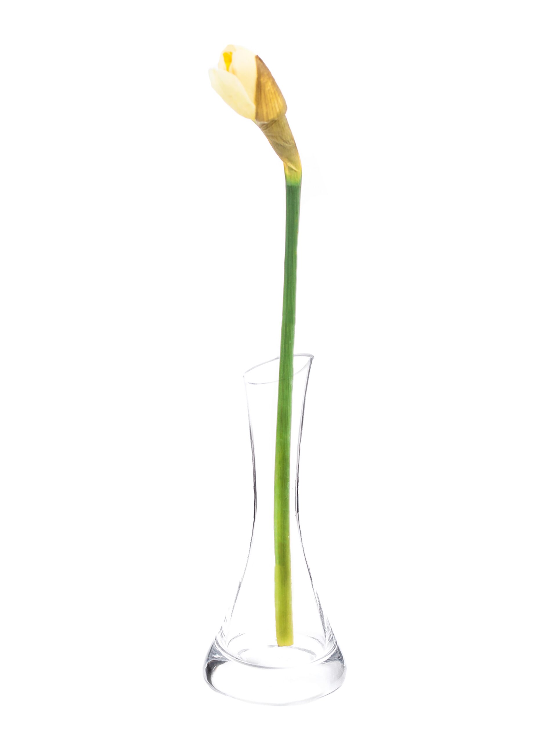 blumigo-fr-hlingsknollen-narzissen-salome-wei-orange image 3