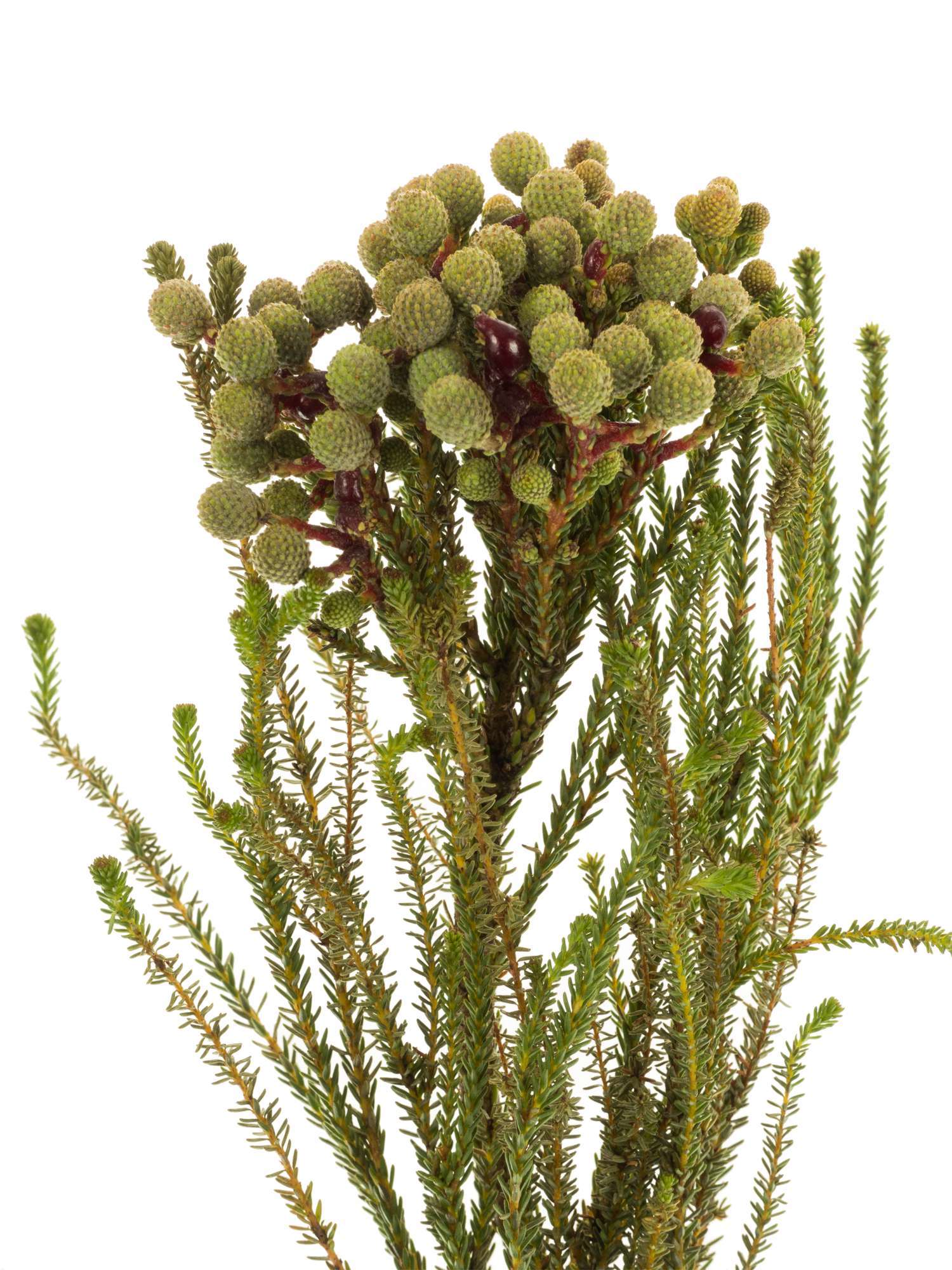 blumigo-blattwerk-berzelia-abrotanoides-schnittgr-n-graugr-n-bund image 4