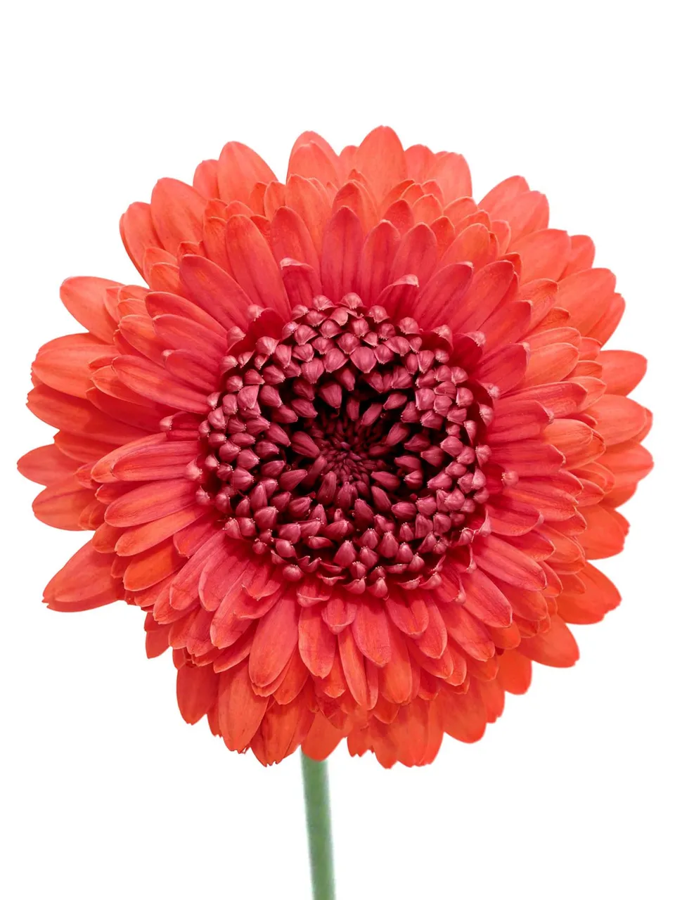 blumigo-gerbera-pomponi-couscous-schnittblume-orange-rot image 1