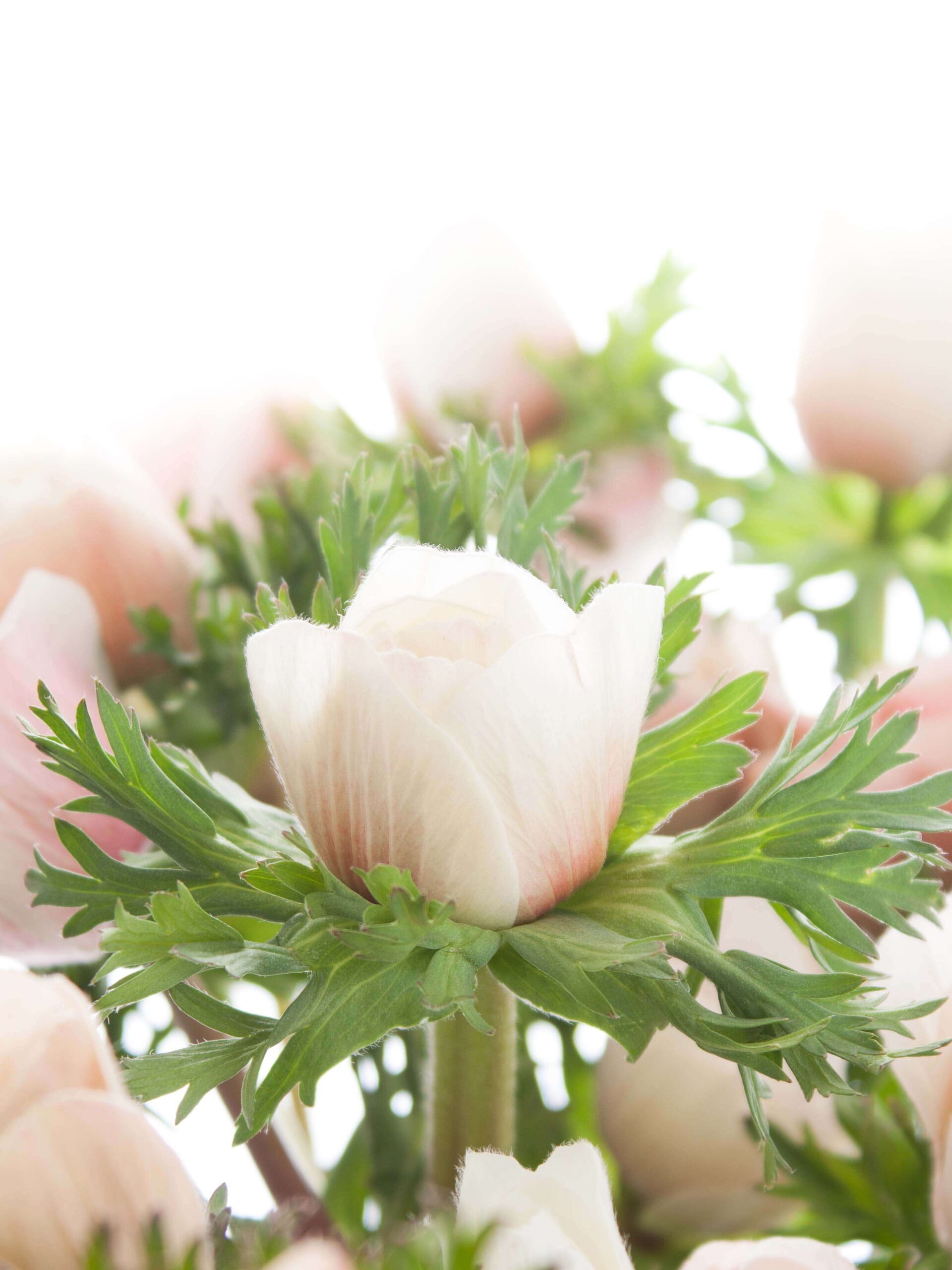 blumigo-anemonen-mistral-xl-wei-creme-schnittblume image 4