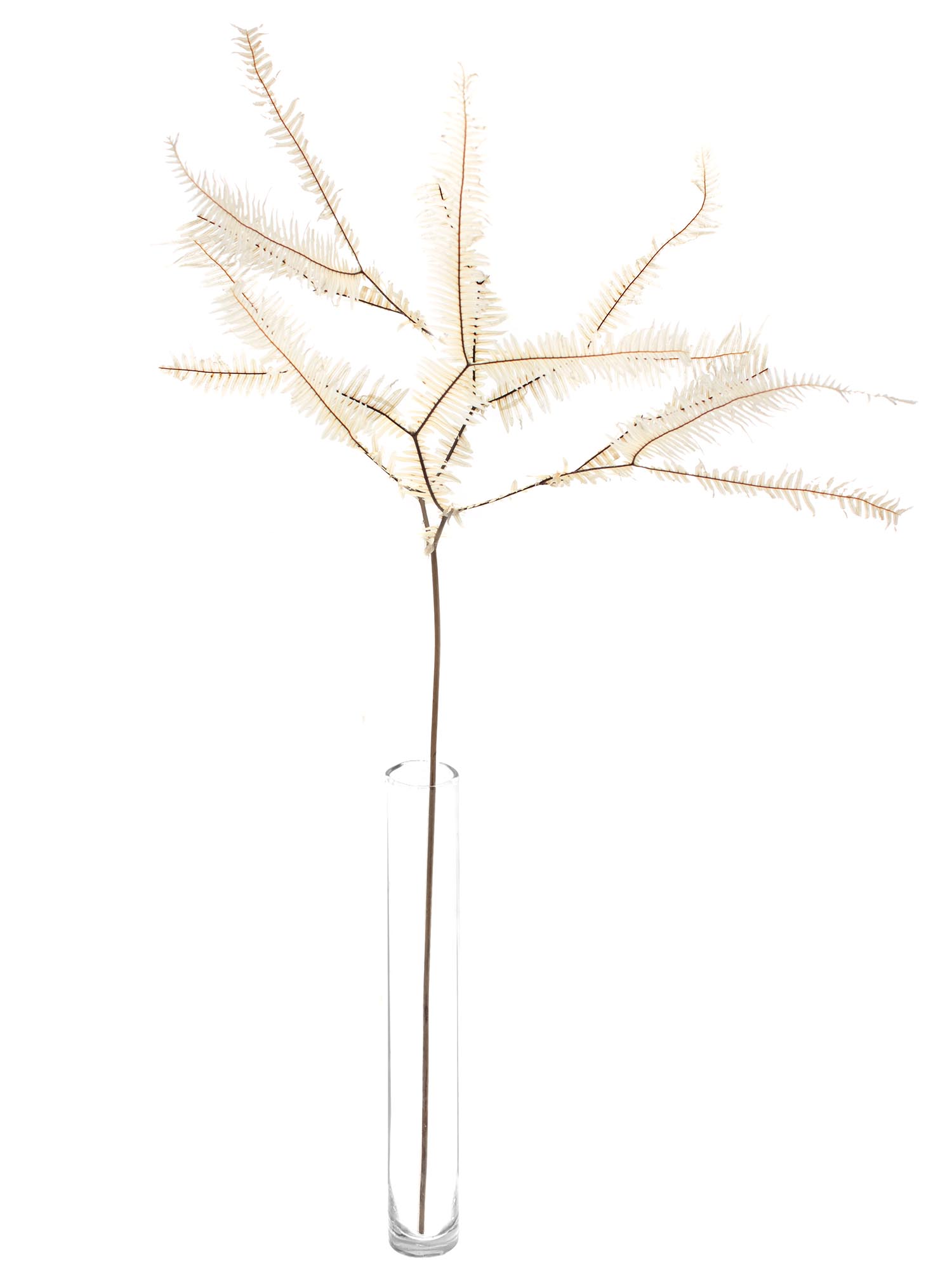 blumigo-trockenblumen-umbrella-farn-getrocknet-gebleicht image 4