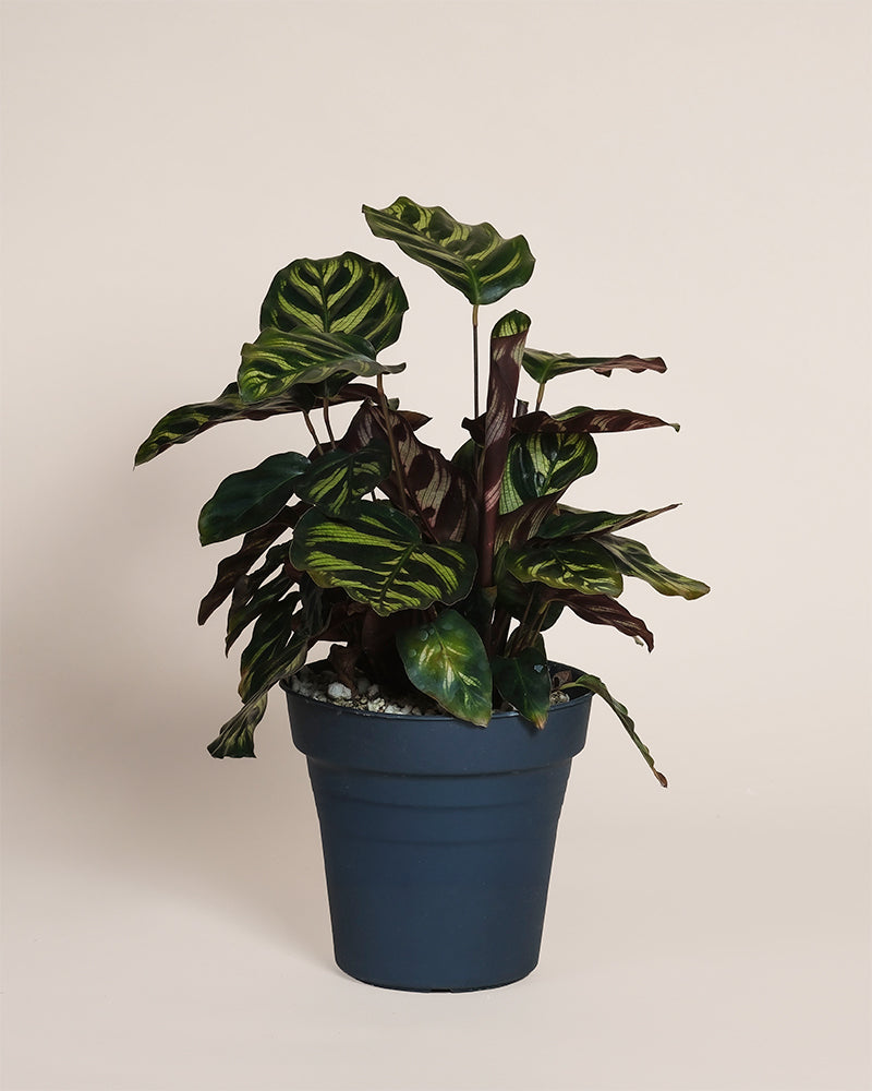 feey-variado-calathea-makoyana-korbmarante-ohne-bertopf image 3