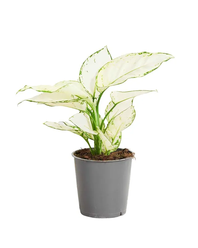 plnts-rareplnts-aglaonema-white-joy-zimmerpflanze-12cm-25cm image 1