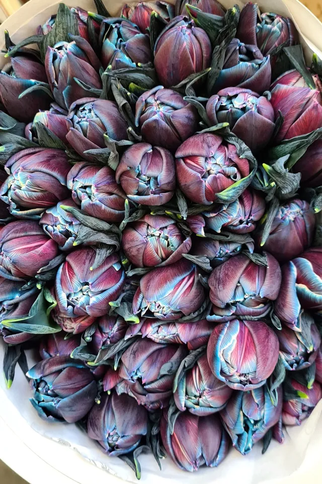 blumigo-tulpen-moscow-midnight-gef-llt-blau-pink image 1