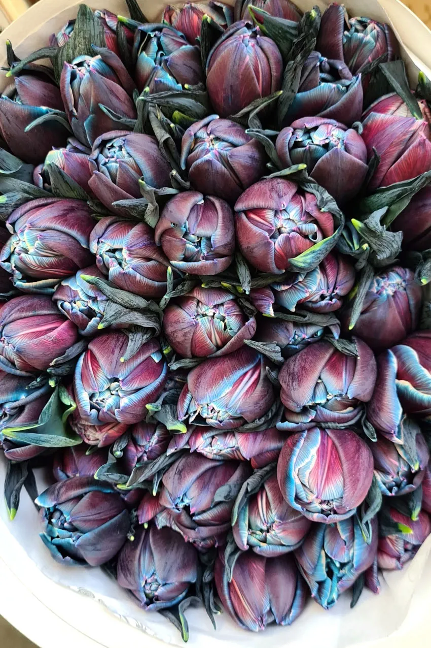 blumigo-tulpen-moscow-midnight-gef-llt-blau-pink image 1