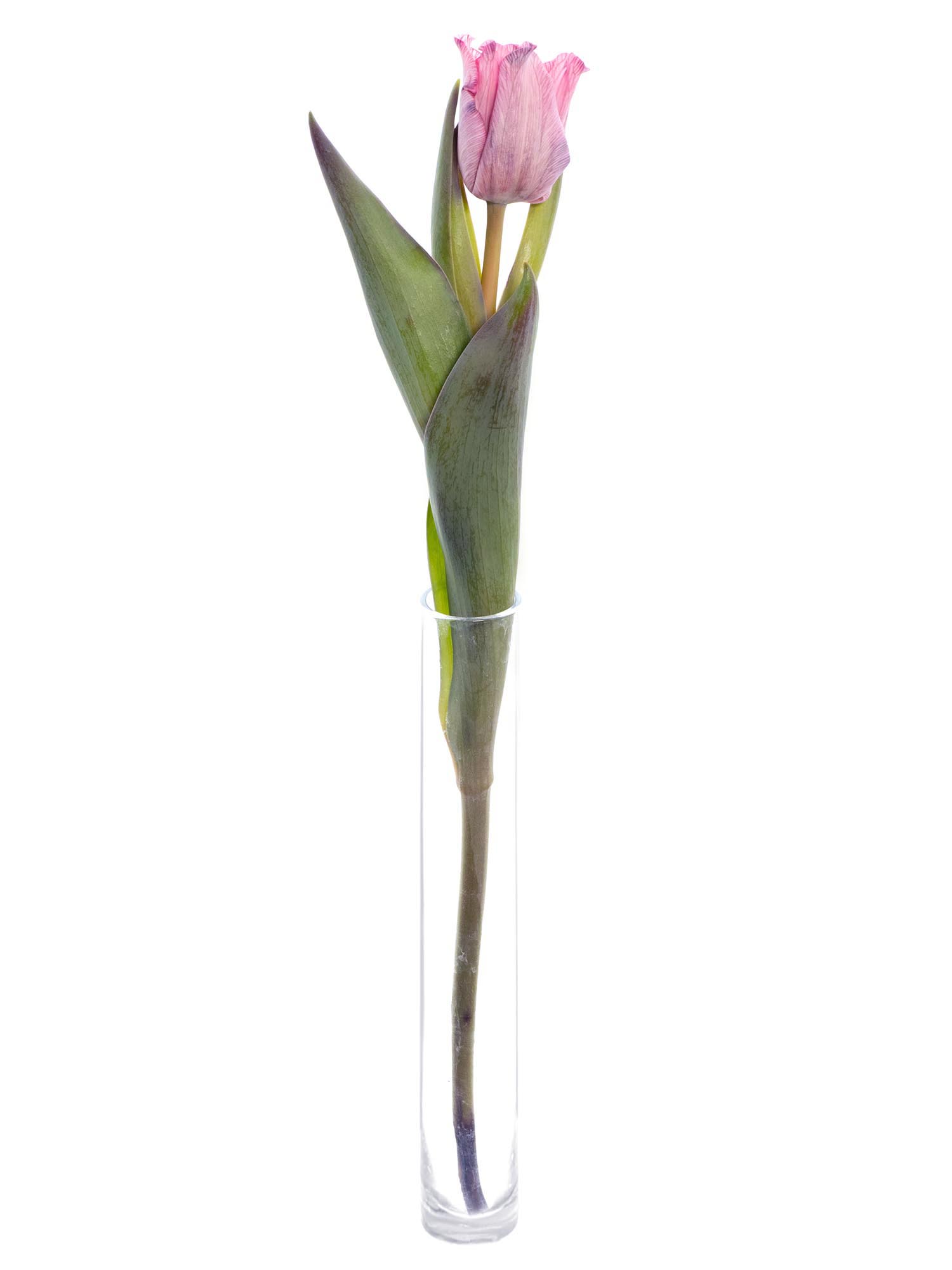 blumigo-tulpen-moulin-rouge-schnittblumen-painted-pink image 4