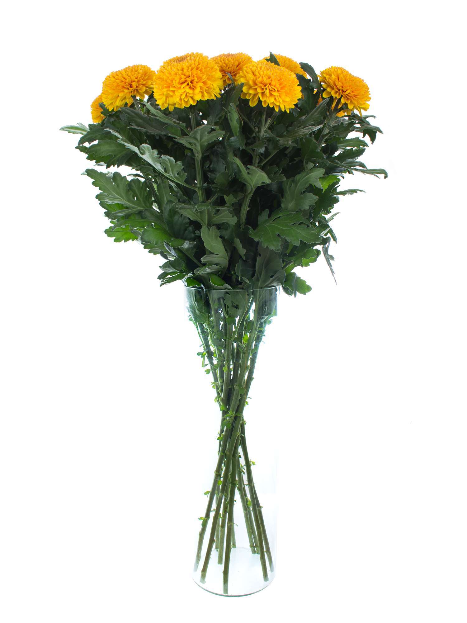 blumigo-chrysanthemen-paladov-orange-schnittblume image 2