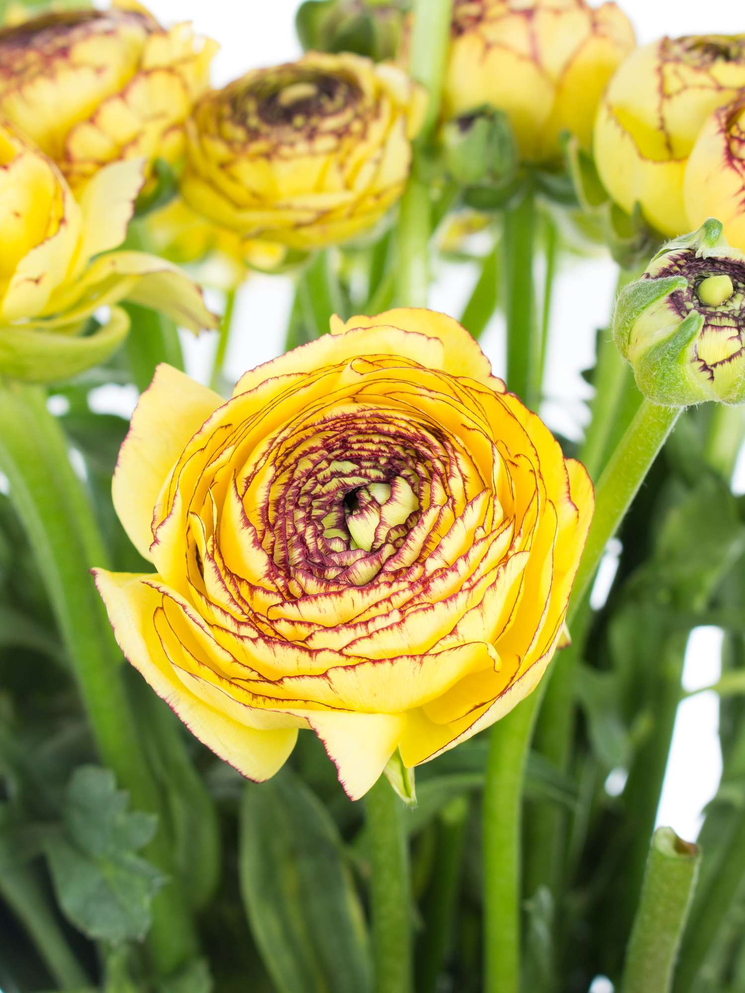 blumigo-ranunkeln-geel-stripe-schnittblume-gelb-einzelstiel image 1