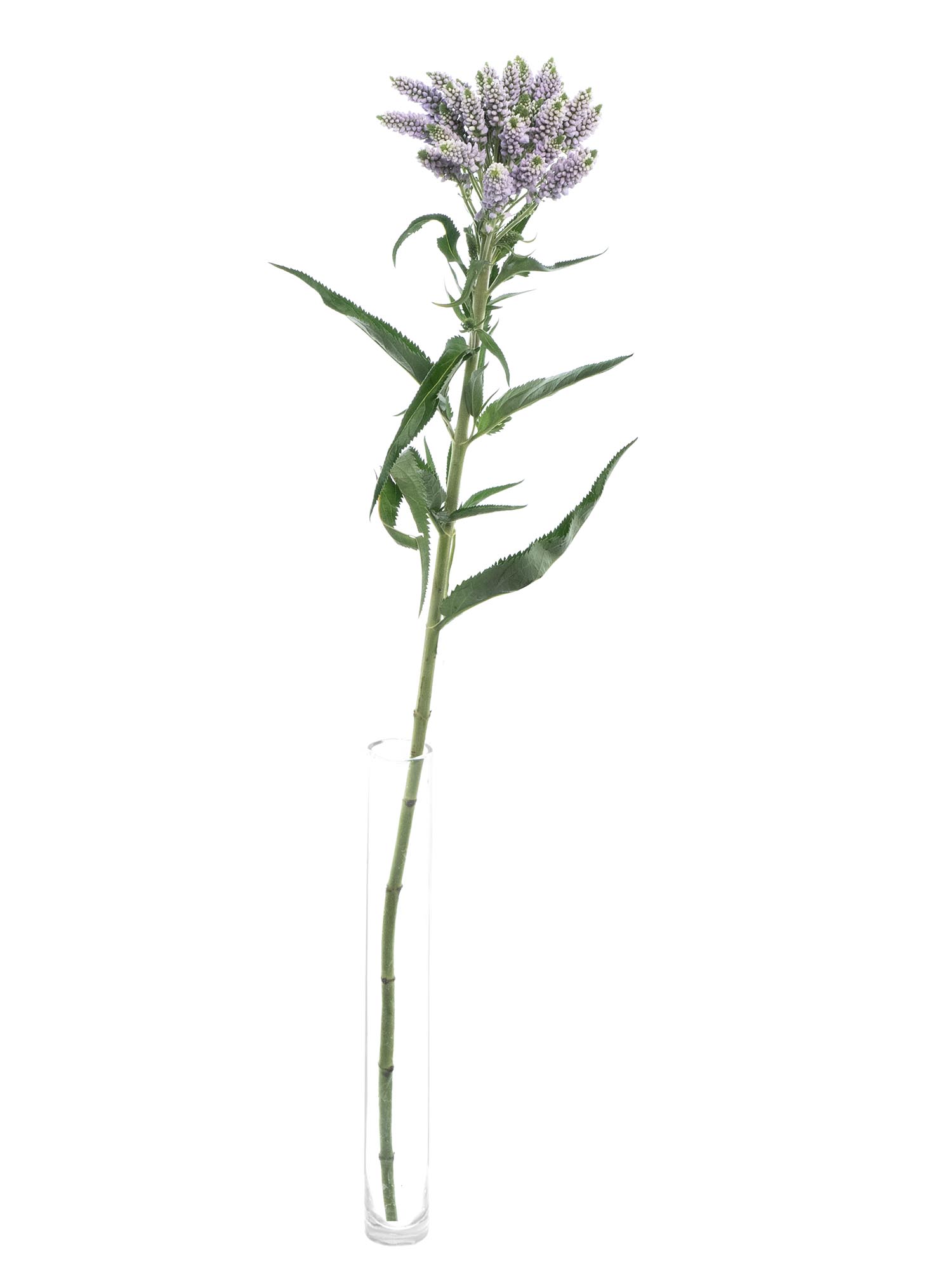 blumigo-blattwerk-veronica-smart-splash-schnittblume-violett image 3